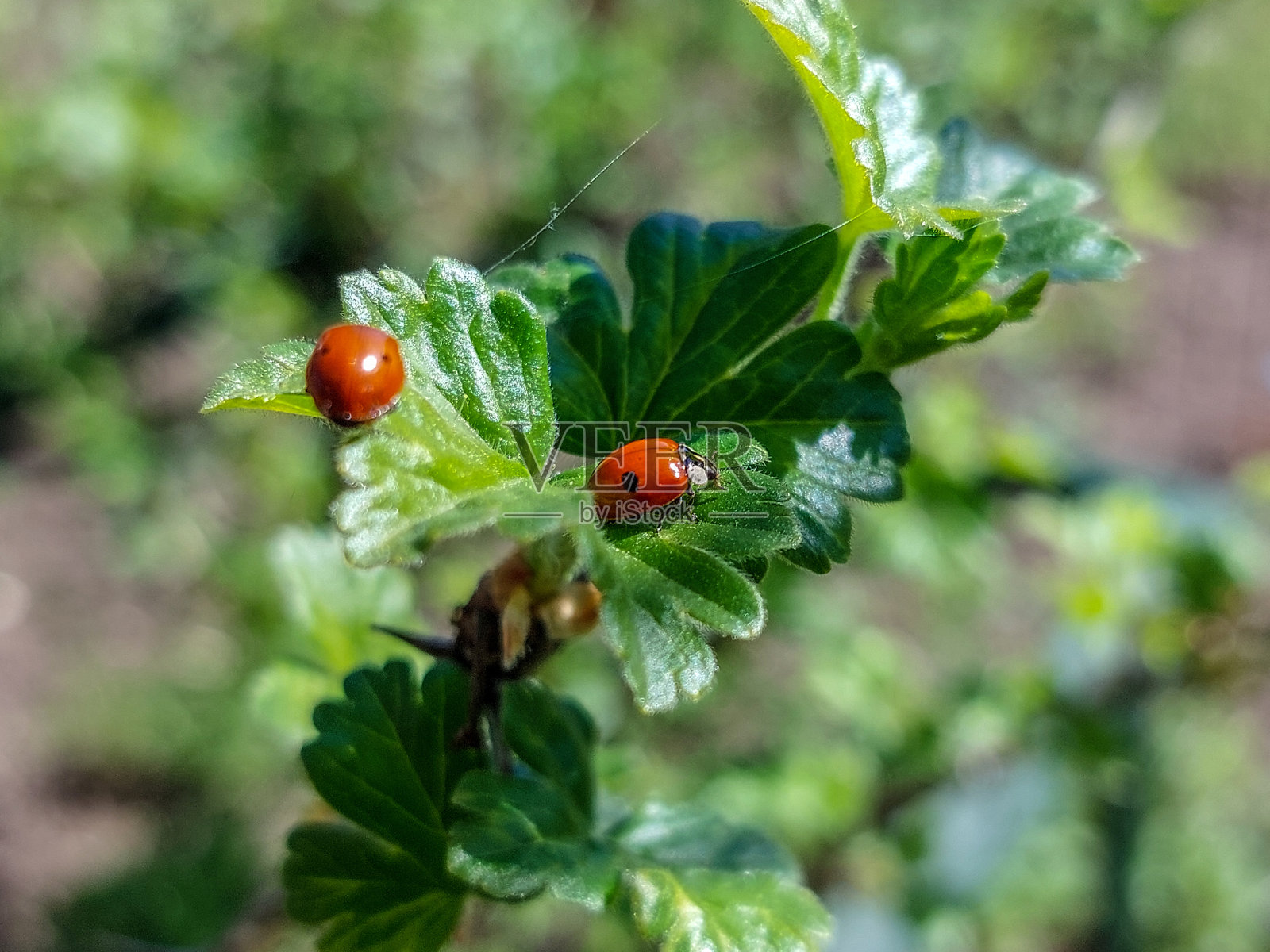 夏天的背景:瓢虫照片摄影图片