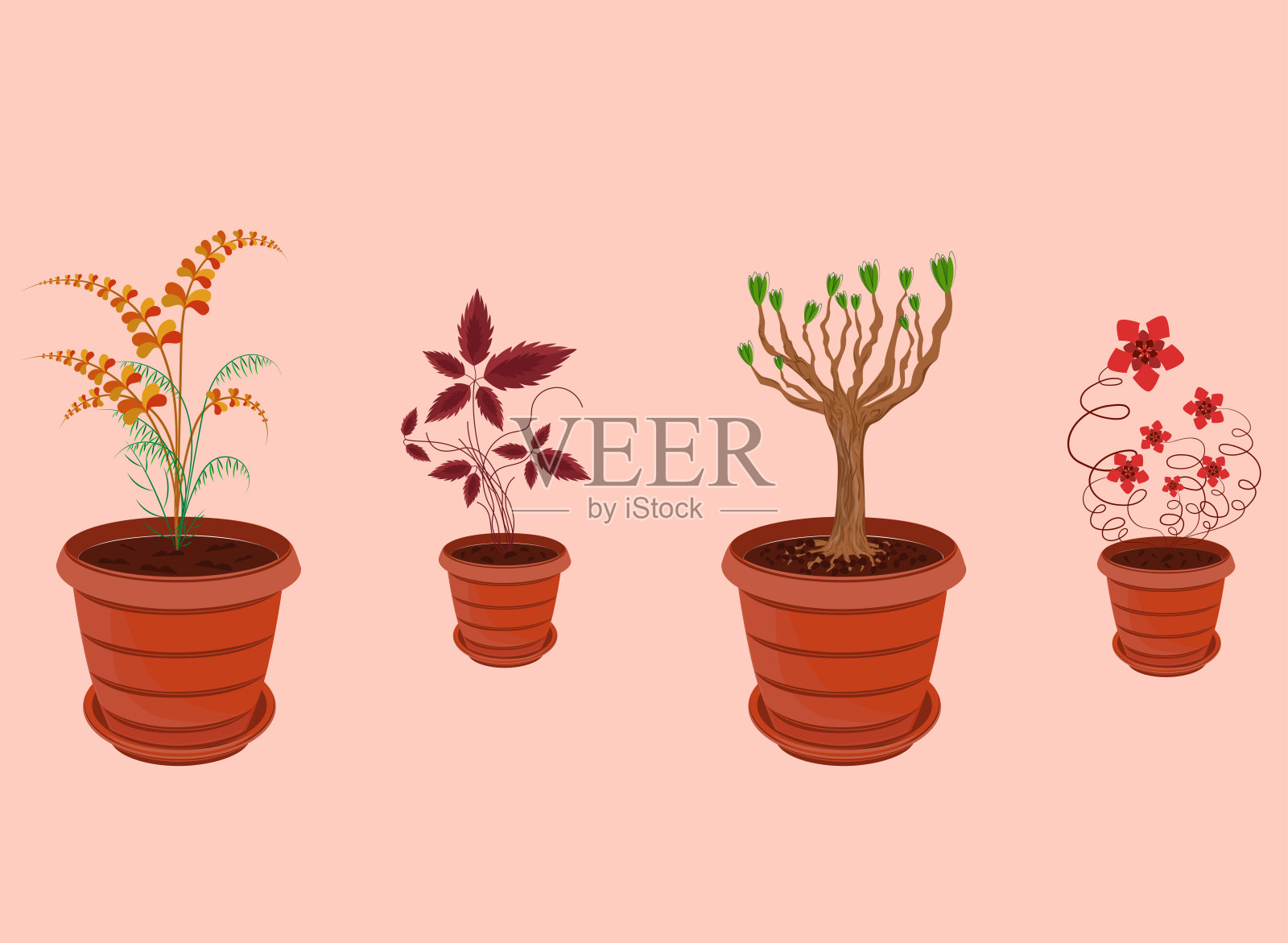 室内植物收集4种类型的植物矢量插图插画图片素材