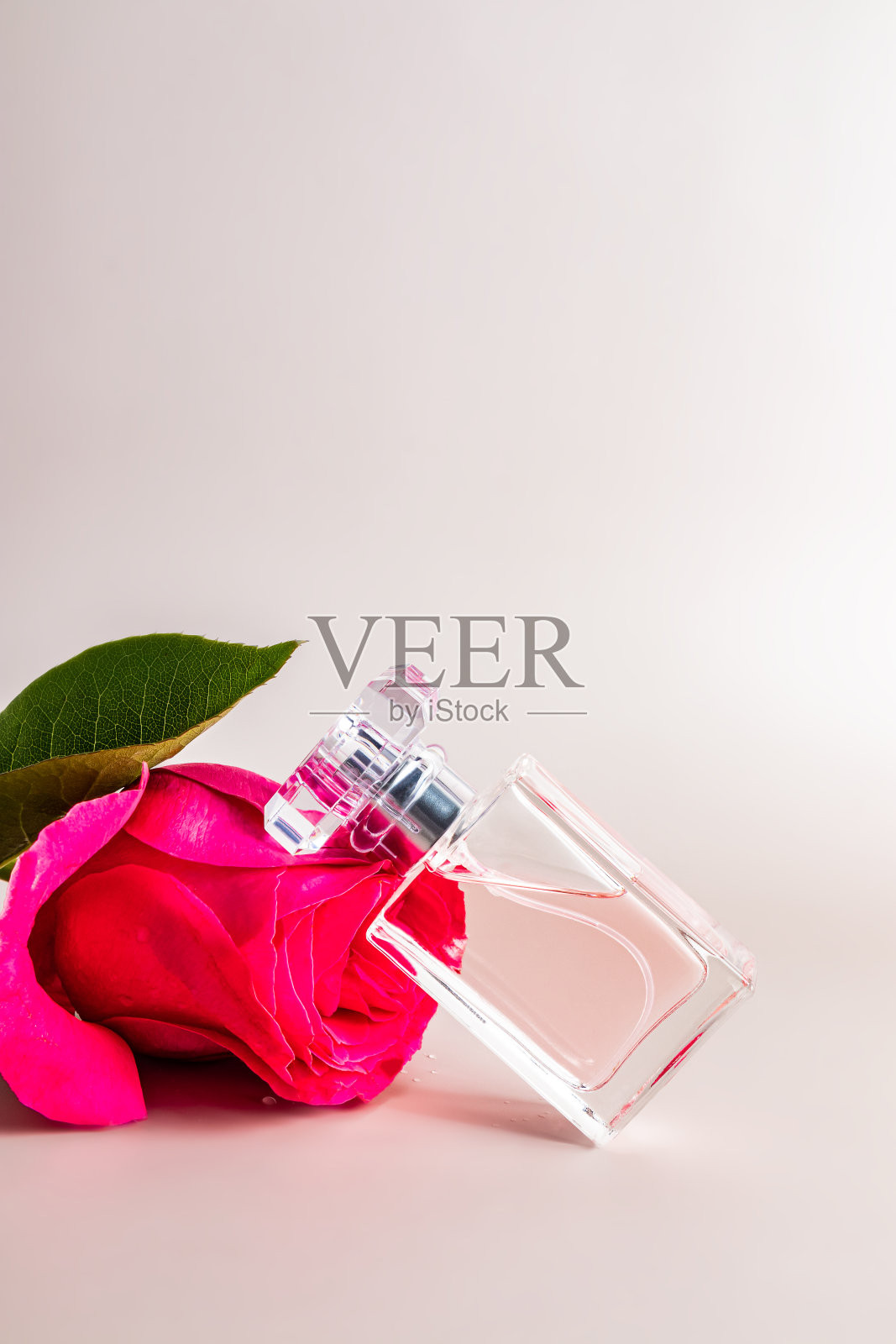 一朵粉色玫瑰的花头上放着一瓶别致的女性香水或淡香水。正面垂直视图。柔和的背景。一个拷贝空间。照片摄影图片