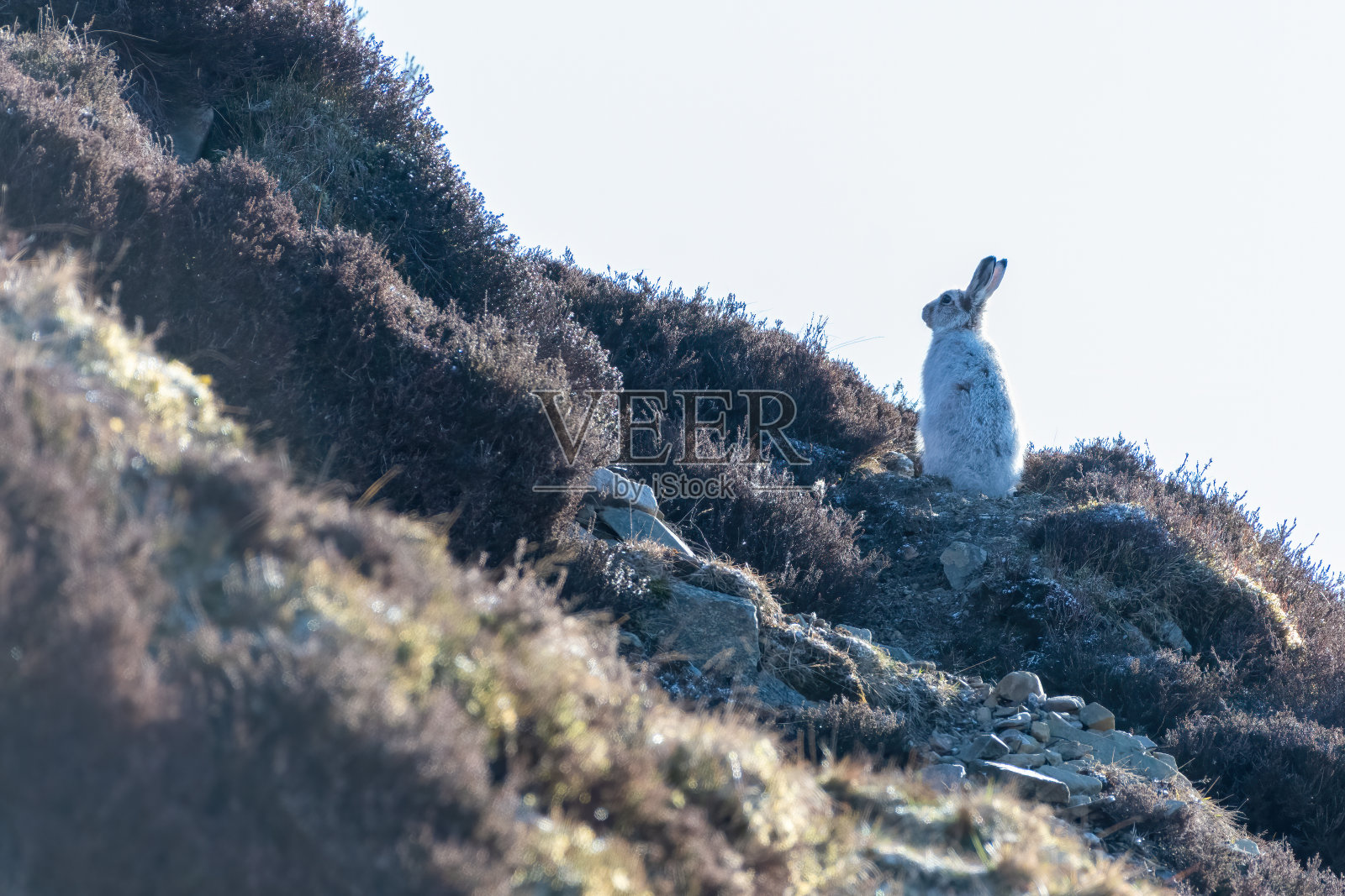 野兔照片摄影图片