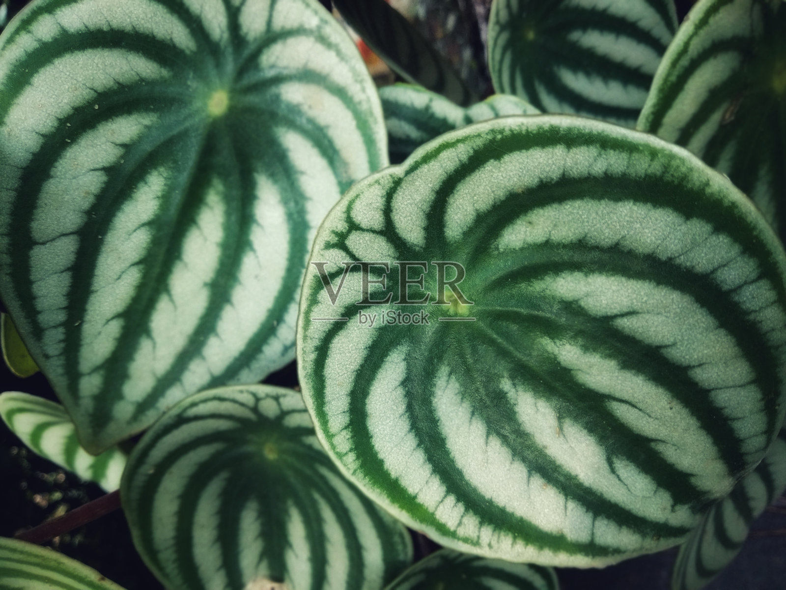 西瓜叶背景照片摄影图片