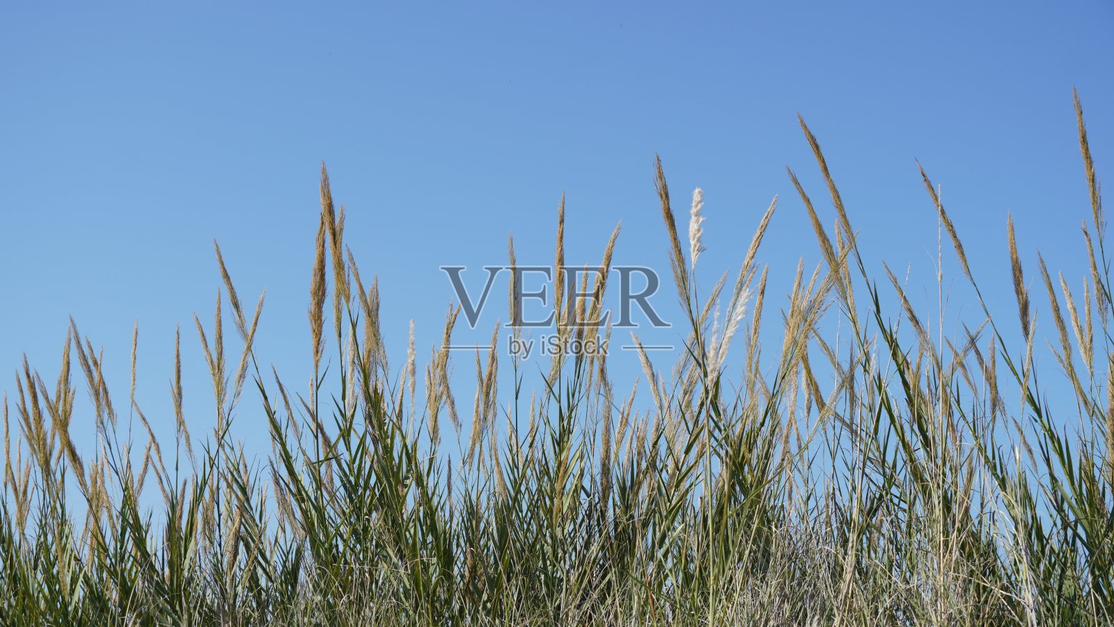 蓝天下巨型芦苇的顶部照片摄影图片