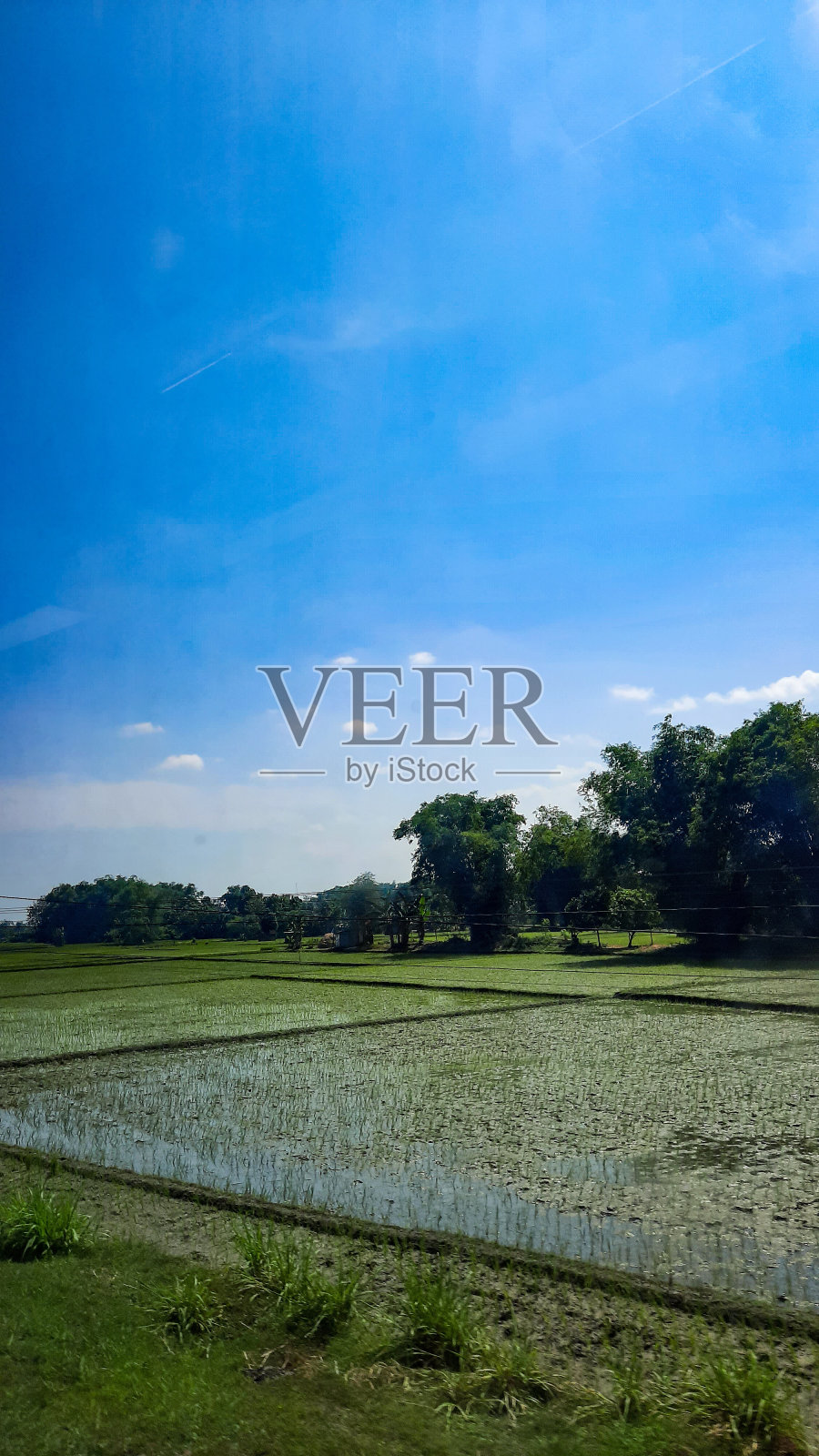 稻田照片摄影图片