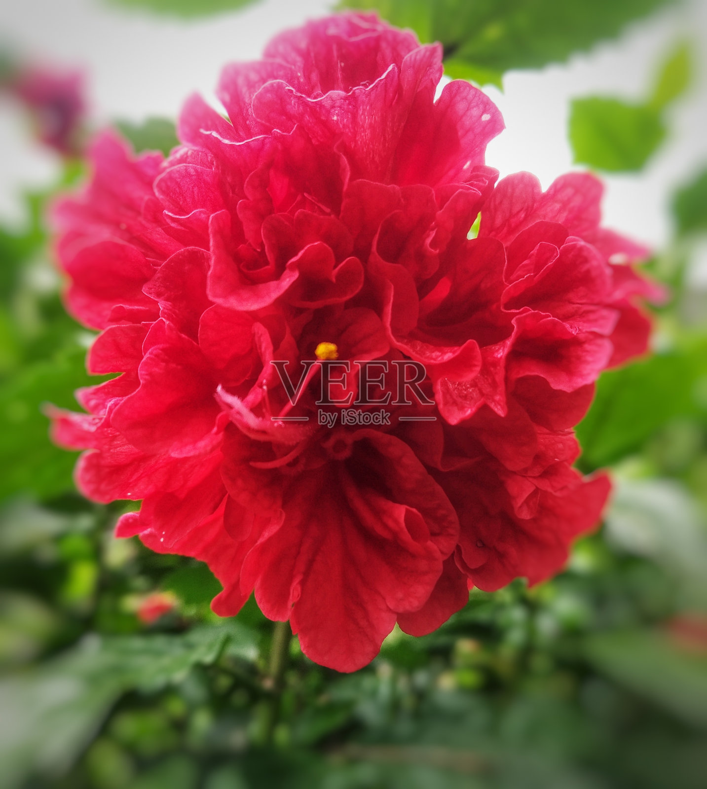 红色的花照片摄影图片