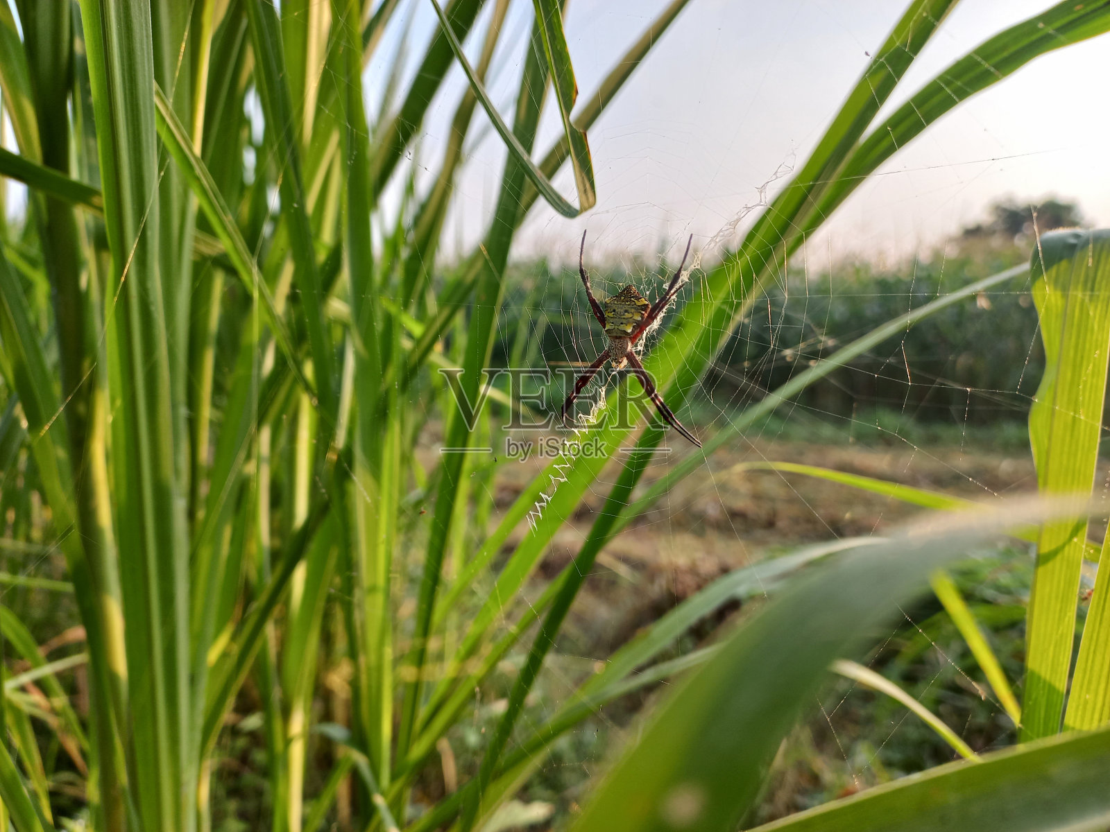 蜘蛛网与蜘蛛在早晨照片摄影图片