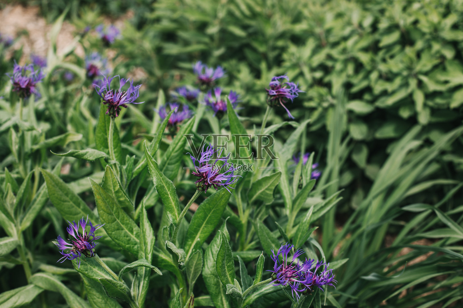 夏日草地上美丽的蓝色矢车菊。照片摄影图片