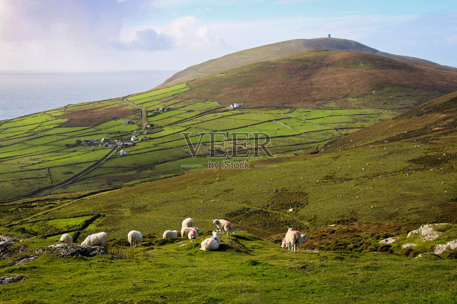 爱尔兰的风景有绿色的草地、田野和白色的绵羊照片摄影图片