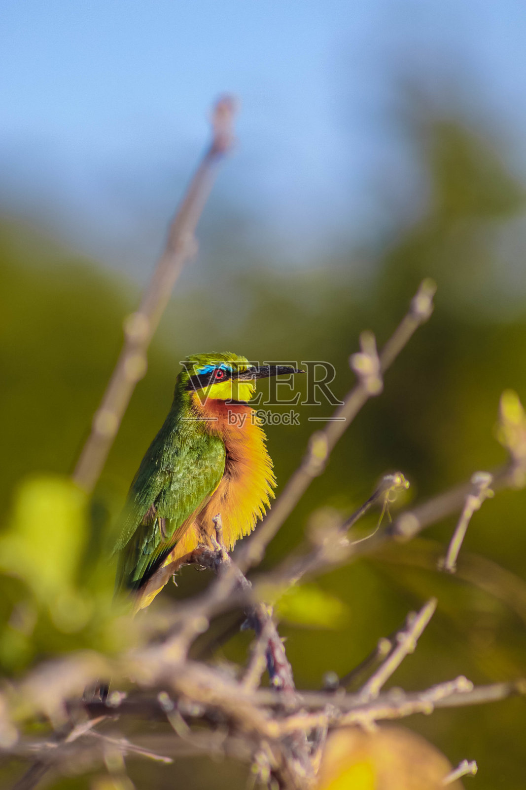少食蜂鸟照片摄影图片
