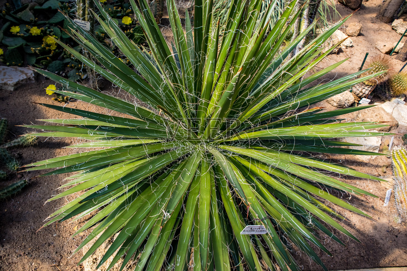 自然照片摄影图片
