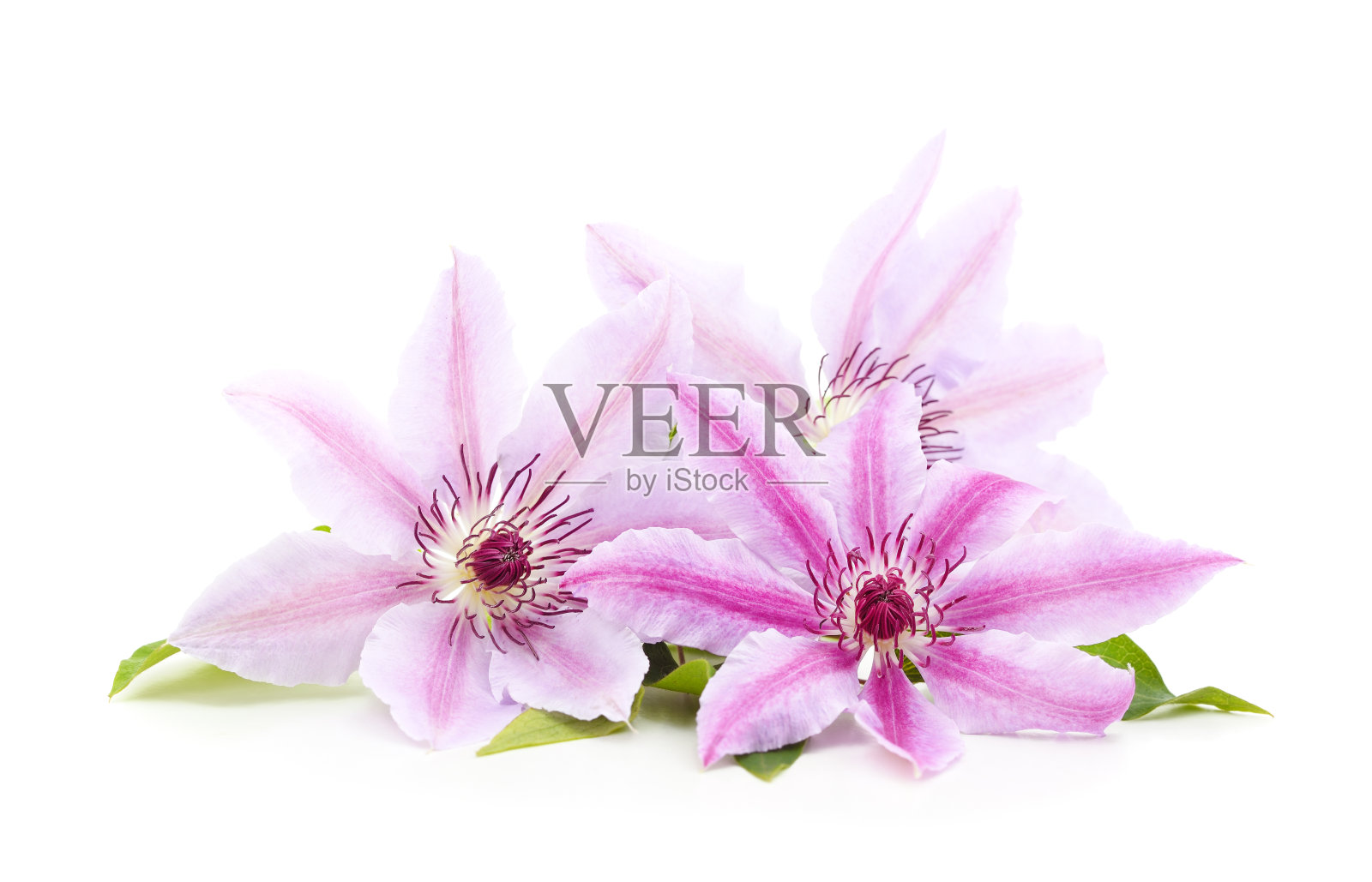 三朵紫色的铁线莲，绿叶。照片摄影图片