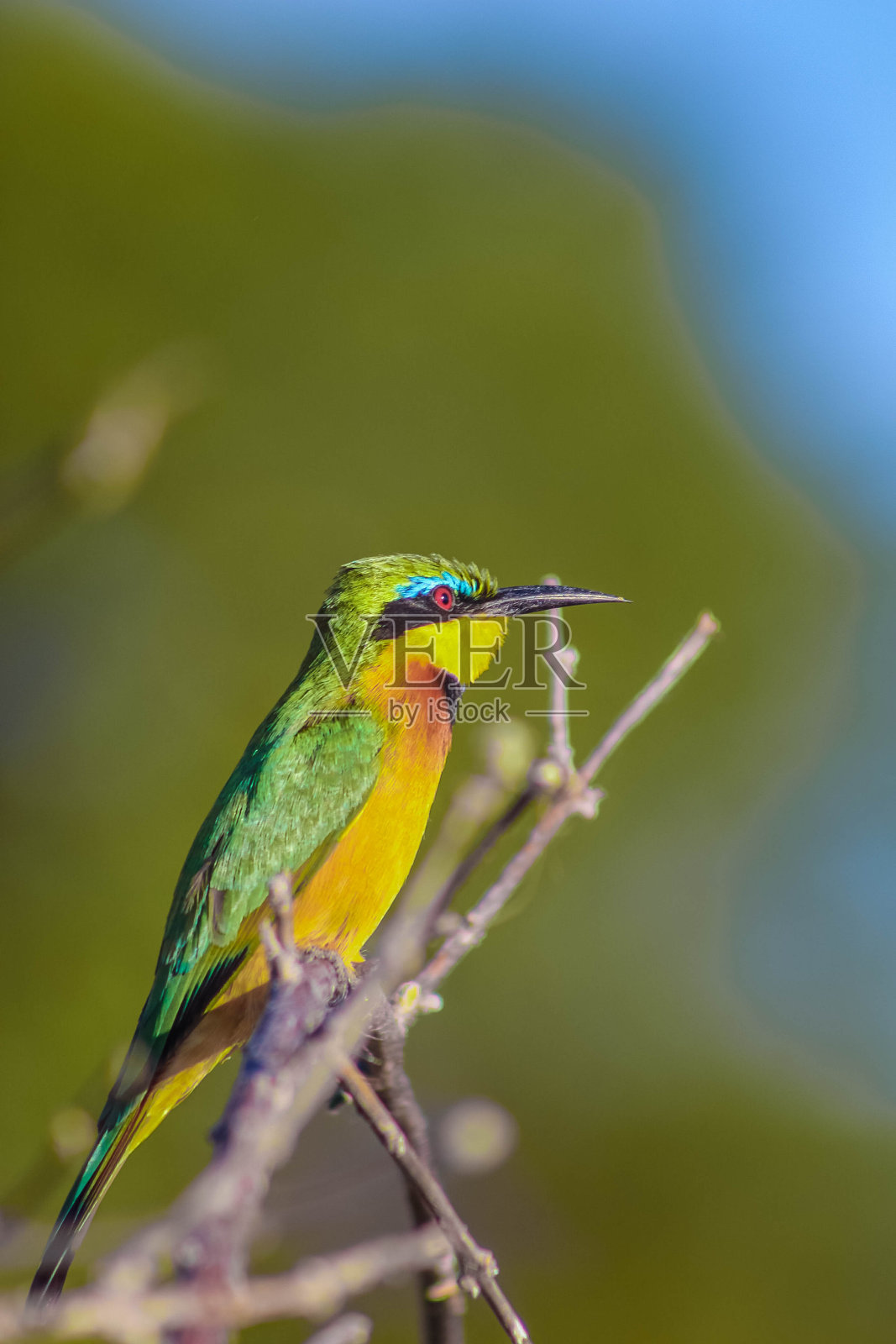 少食蜂鸟照片摄影图片