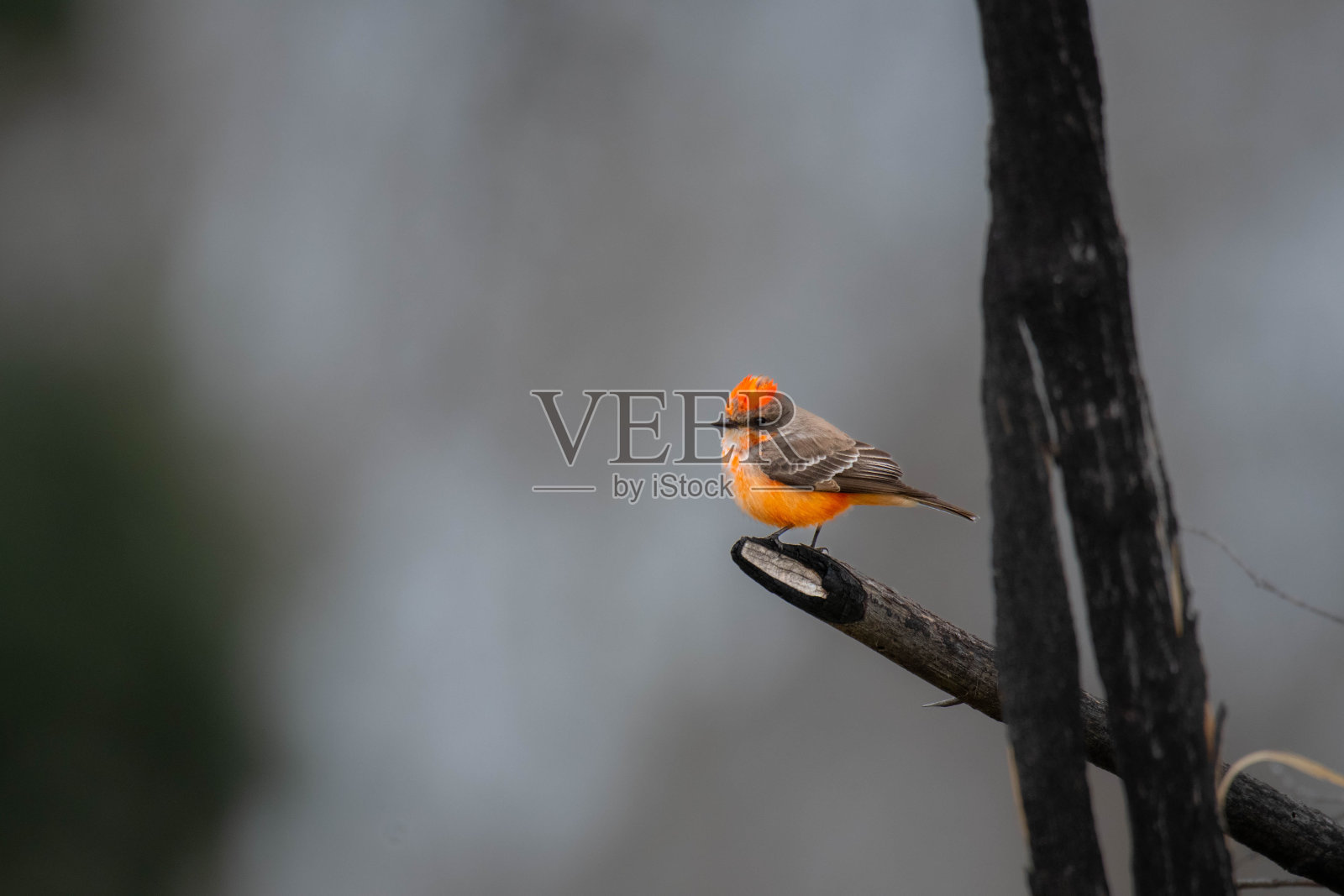 朱砂捕蝇草照片摄影图片