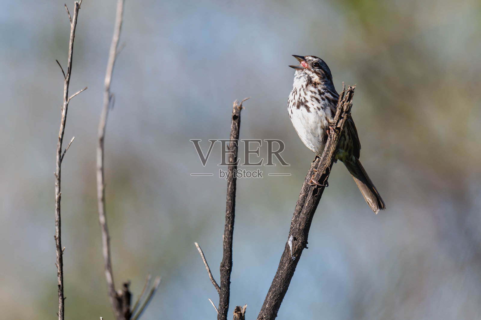 野外的鸟照片摄影图片