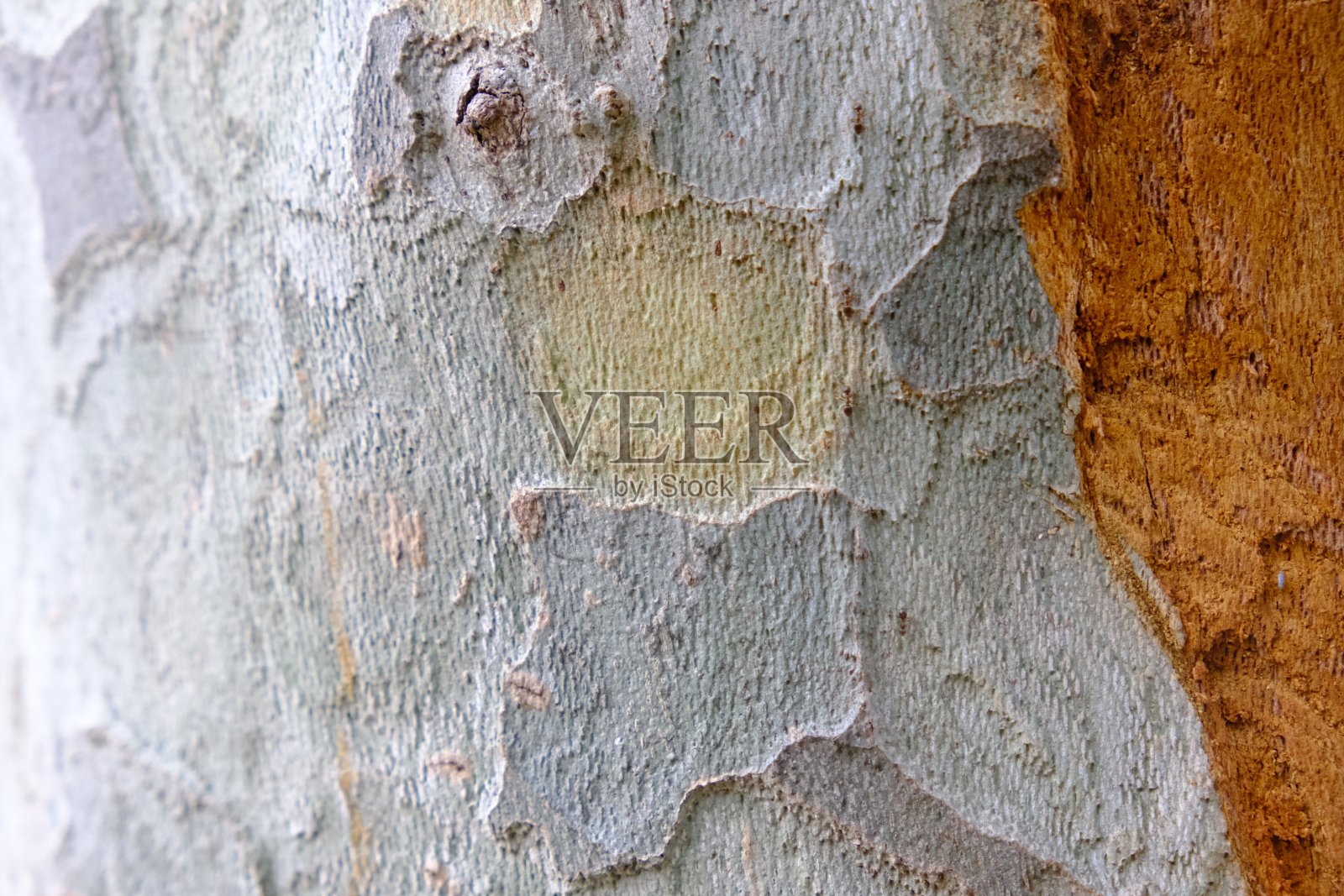 蚂蚁在树上走照片摄影图片