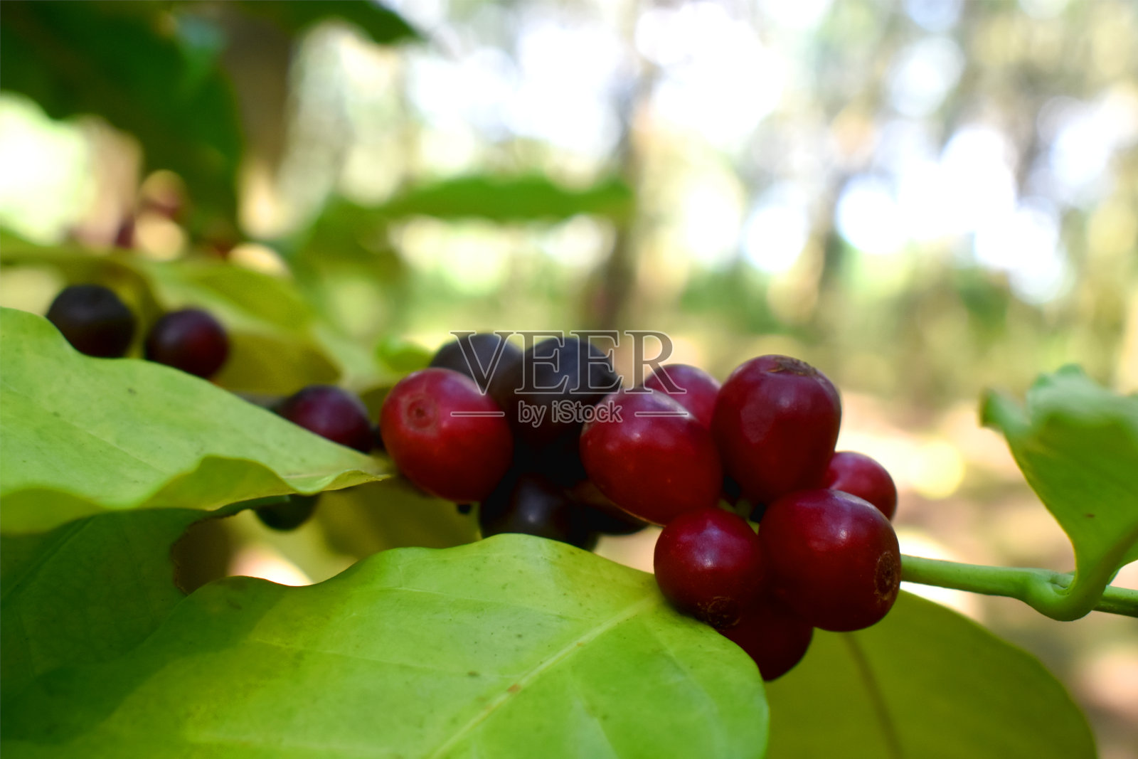 在散景灯模糊的背景下，选择性地聚焦在树枝上的咖啡豆的红色浆果。泰国农村的有机阿拉比卡咖啡种植园。照片摄影图片