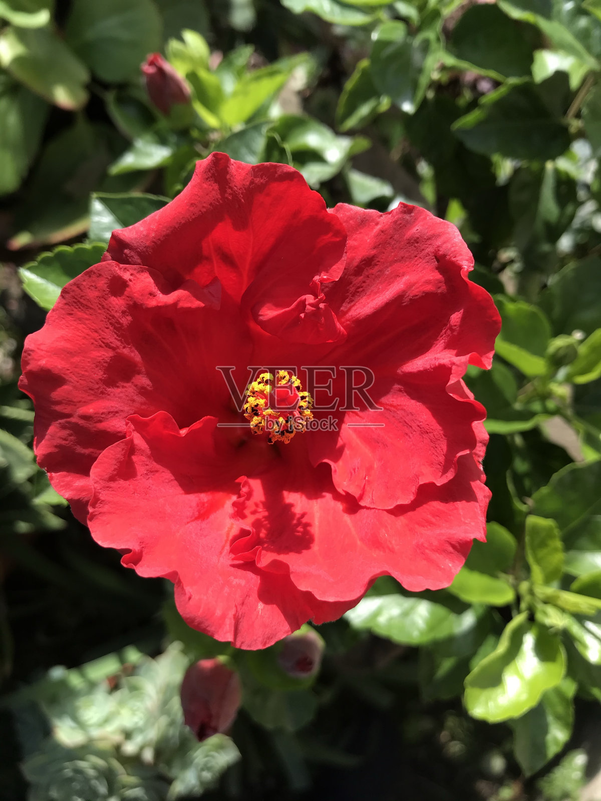 我花园里的一朵花照片摄影图片