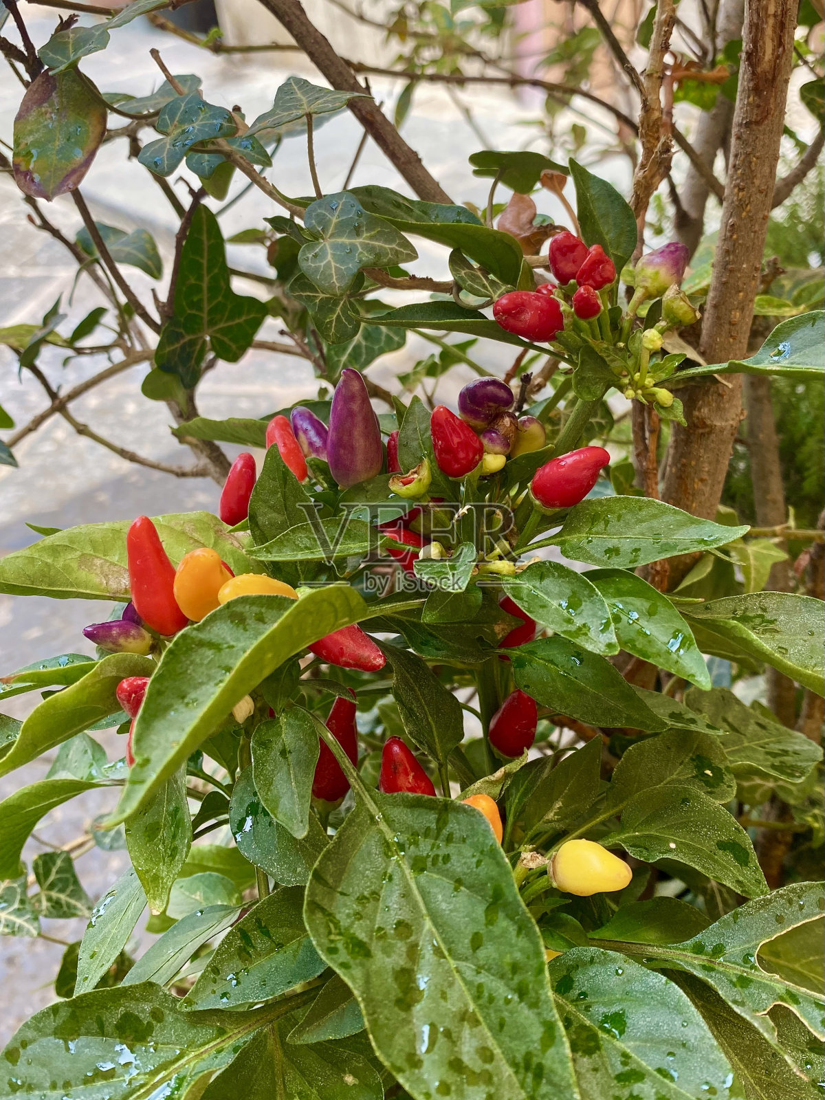 意大利锡耶纳的胡椒植物照片摄影图片