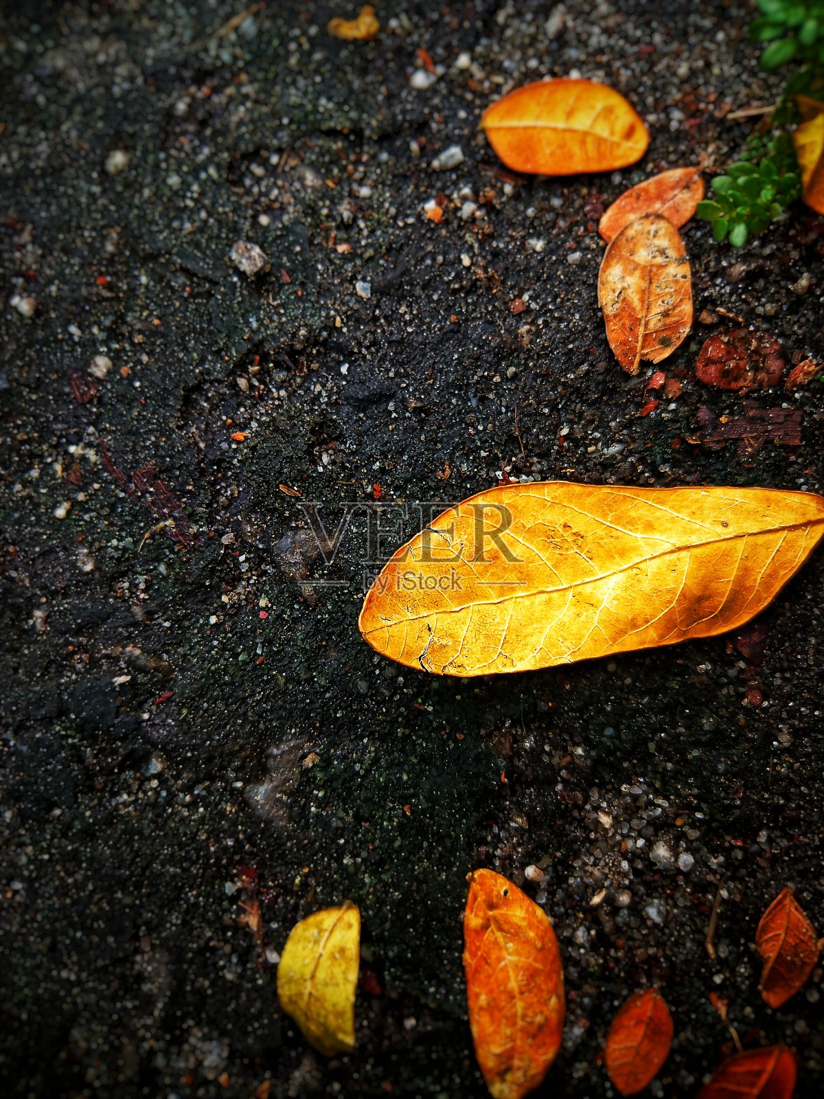 散焦抽象背景的干燥叶子在地面上。照片摄影图片