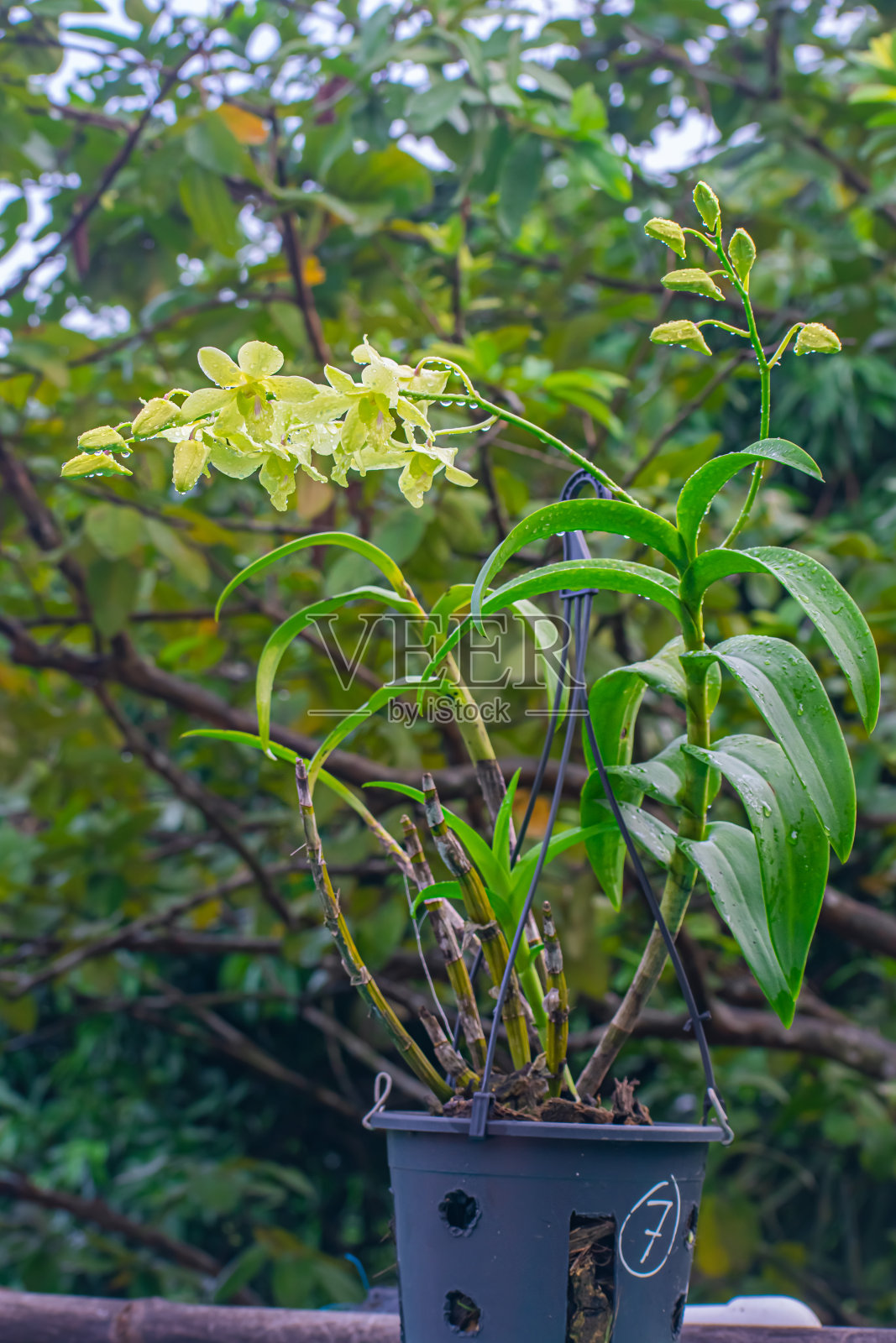 兰花是兰科的一种植物，是一种种类繁多、分布广泛的开花植物，花朵通常色彩鲜艳、芬芳。照片摄影图片