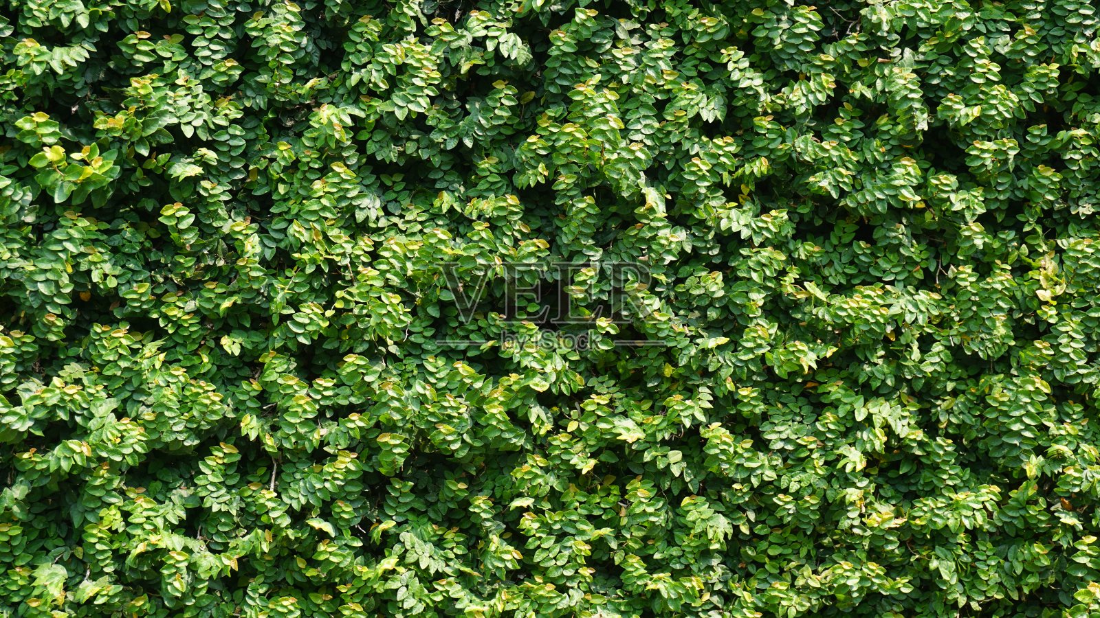 绿叶背景，绿草墙纹理为背景设计照片摄影图片