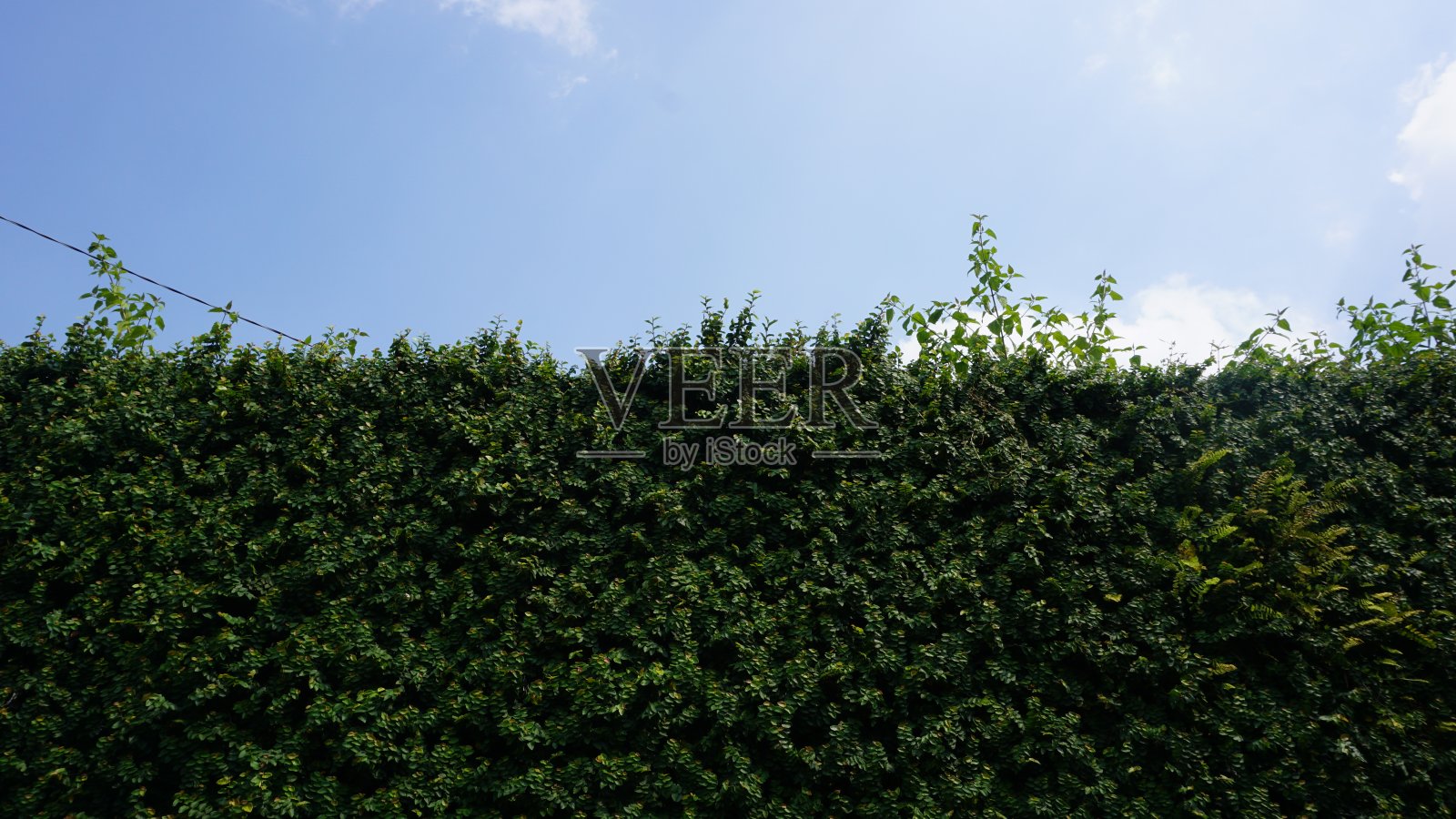 绿叶背景，绿草墙纹理为背景设计照片摄影图片