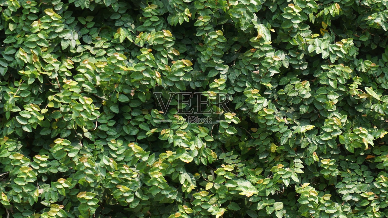 绿叶背景，绿草墙纹理为背景设计照片摄影图片