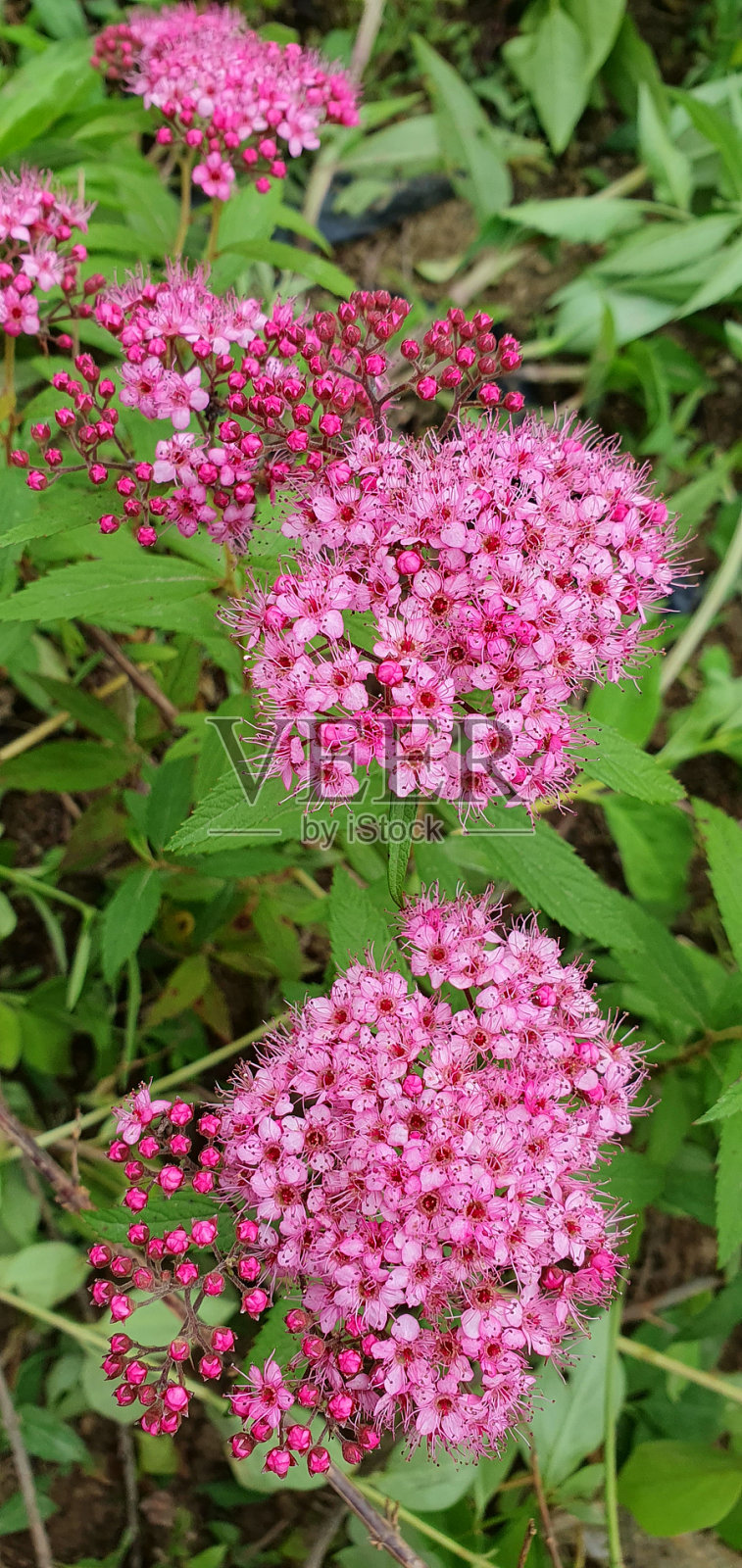 春天，花儿会盛开。看起来很新鲜照片摄影图片