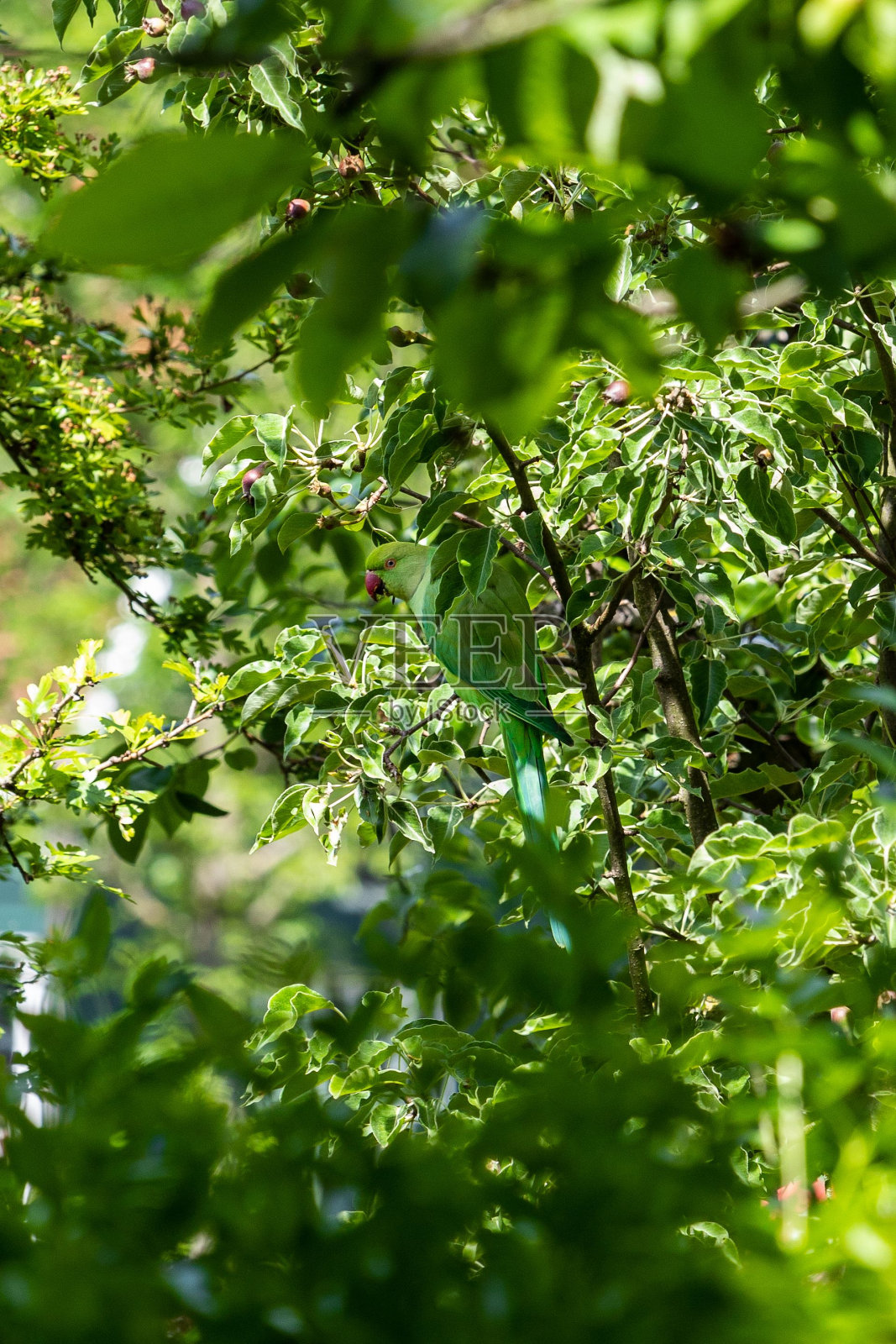 一只小鸟栖息在长满绿叶的树枝上照片摄影图片