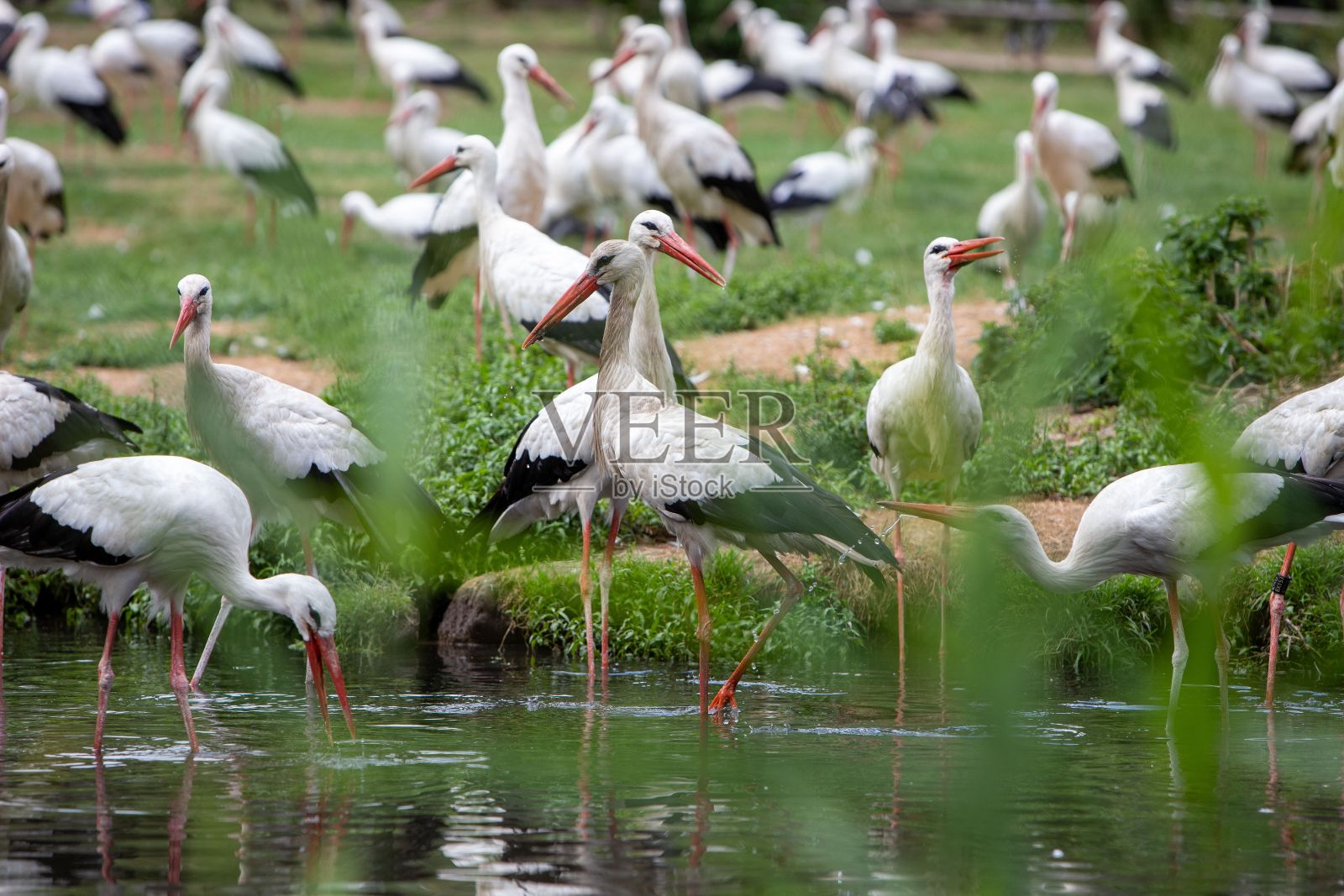 一大群白鸟穿过一片草地，旁边是一片水域照片摄影图片