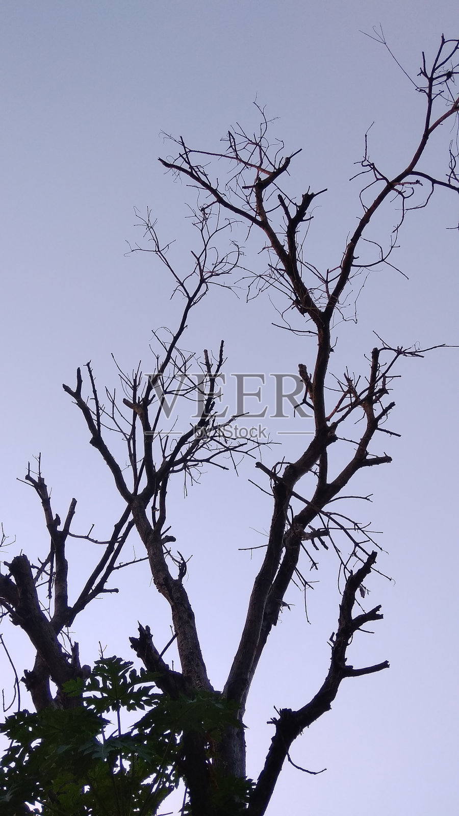 枯树照片摄影图片