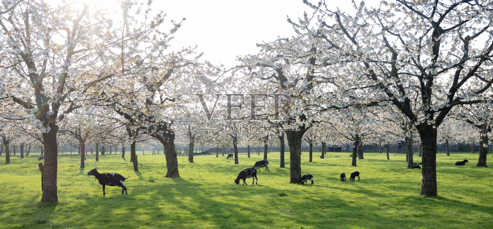 春天，荷兰乌得勒支附近的樱桃园里的绵羊和羊羔照片摄影图片