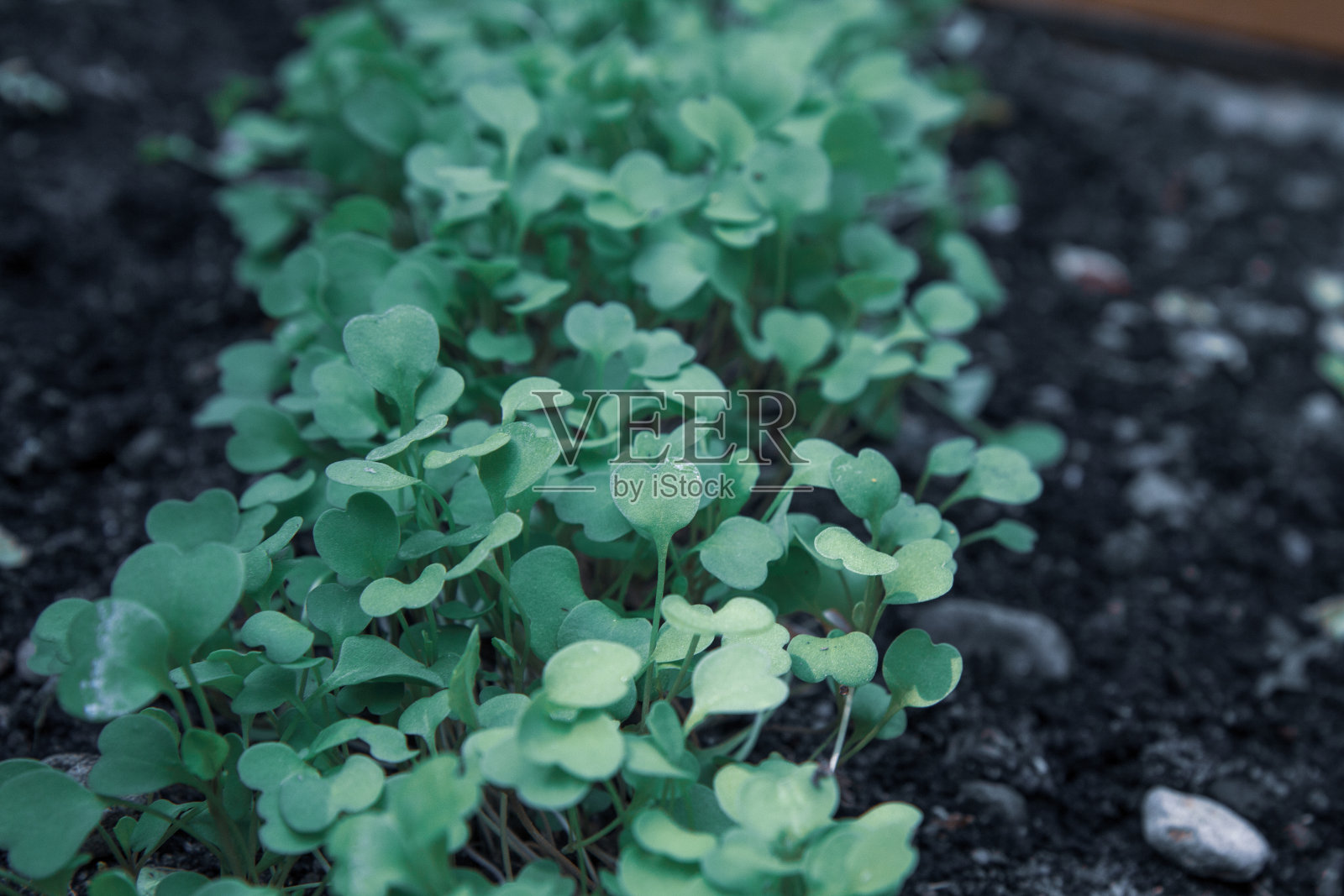 土壤中幼苗的俯视图。照片摄影图片