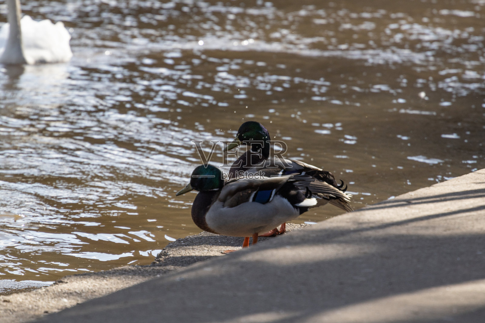 在伍斯特的塞文河边晒太阳的鸭子。照片摄影图片
