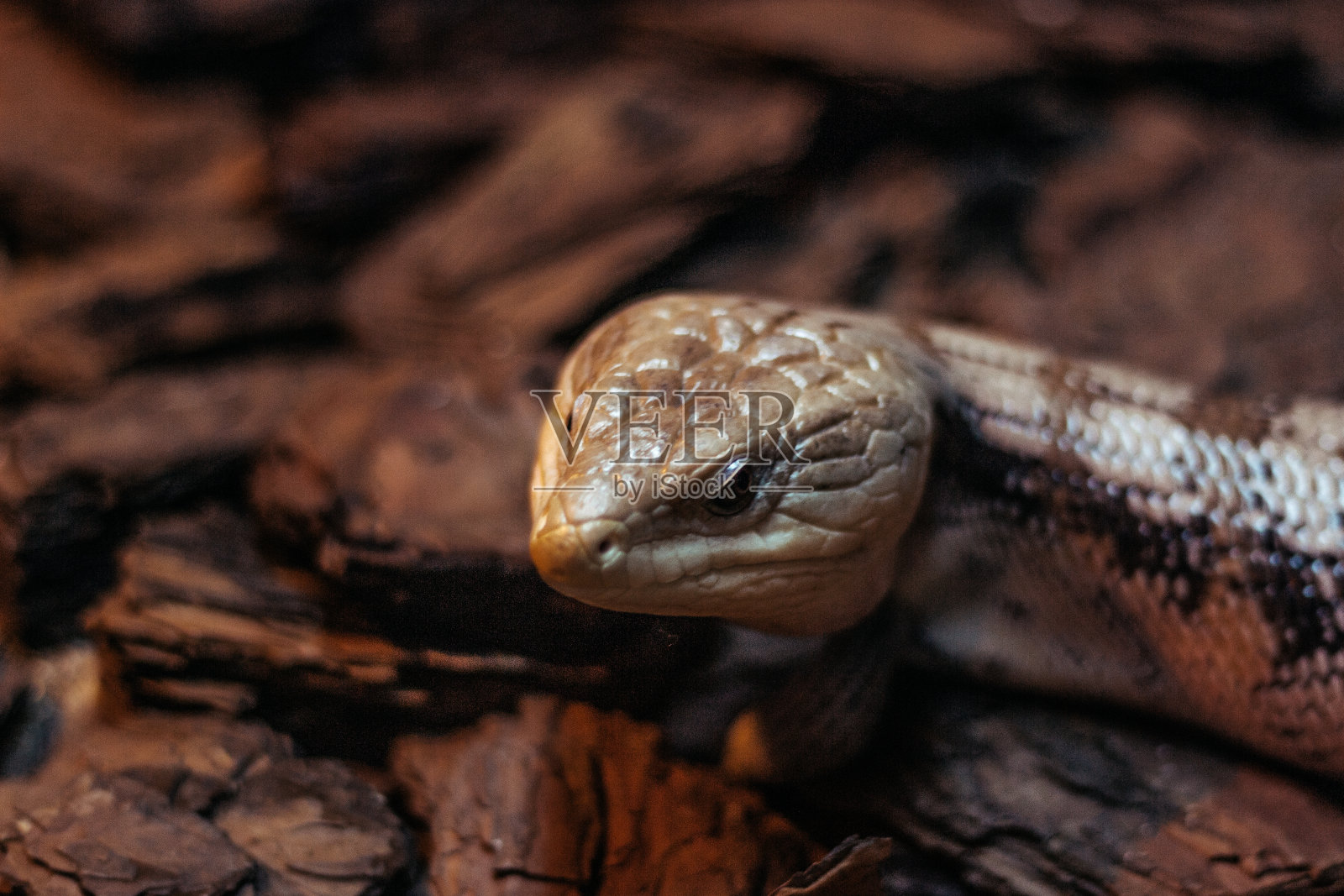 蛇照片摄影图片