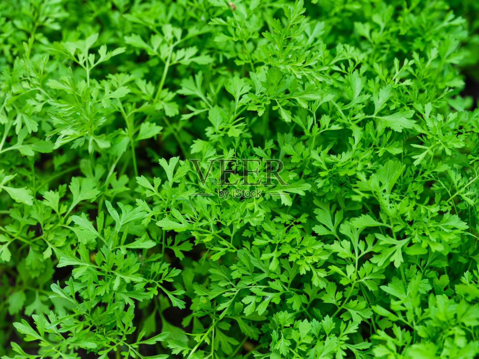 新鲜的绿色园衣。照片摄影图片