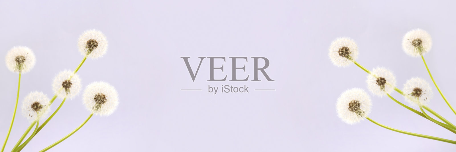 白色蒲公英种子照片摄影图片