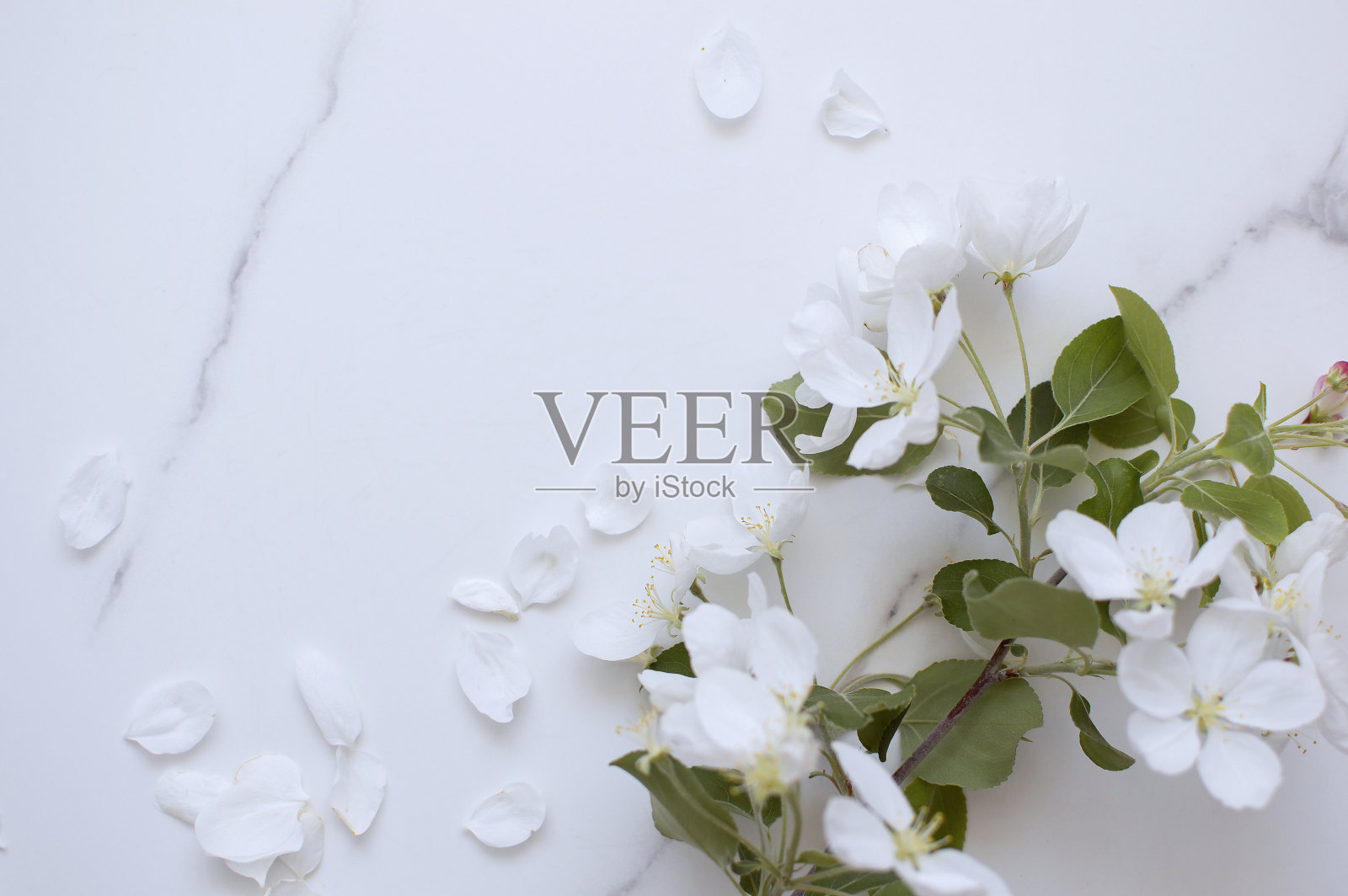 简约的明信片布局与苹果树枝，花，平面，顶视图照片摄影图片