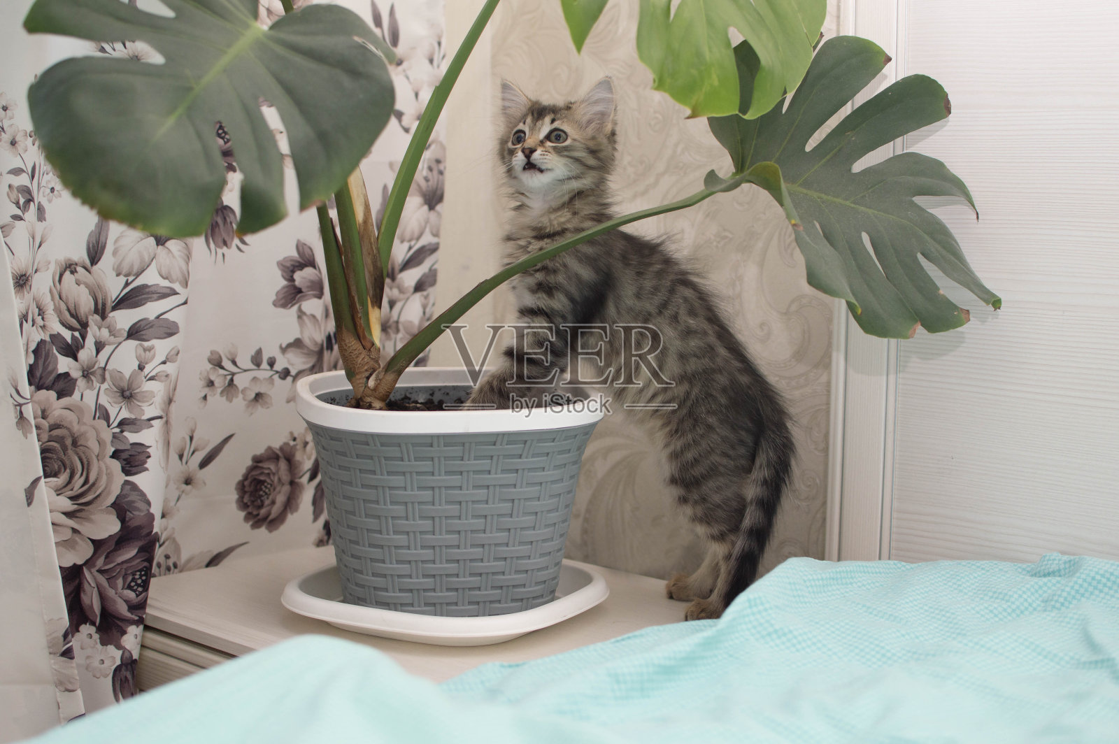 漂亮的毛茸茸的灰猫在家里和一盆绿色的盆栽玩耍。一只小猫和一棵怪物盆栽。没有人的室内，花盆里的一朵花照片摄影图片