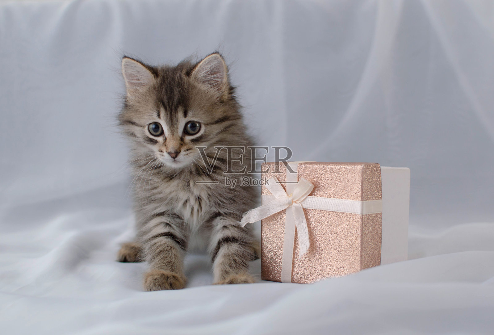 有趣的毛茸茸可爱的小猫在白色的织物背景上玩礼物。小猫看着盒子。照顾我们的小宠物照片摄影图片