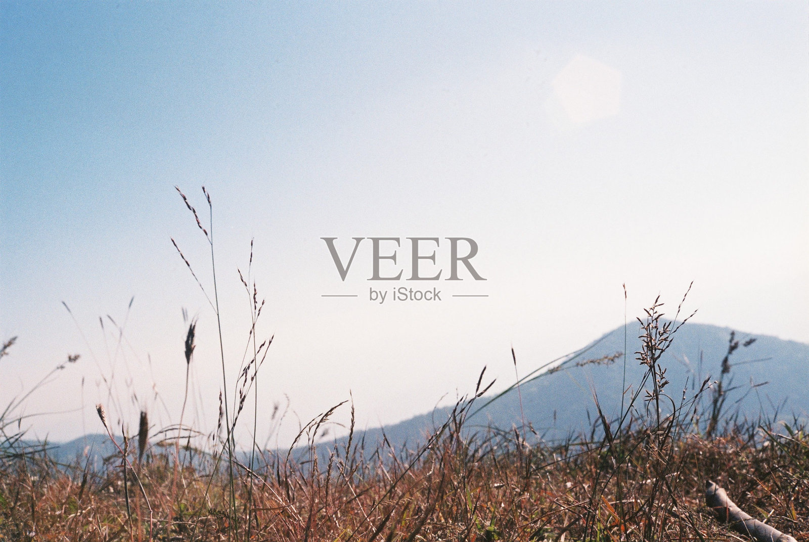 胶片摄影上的金草照片摄影图片