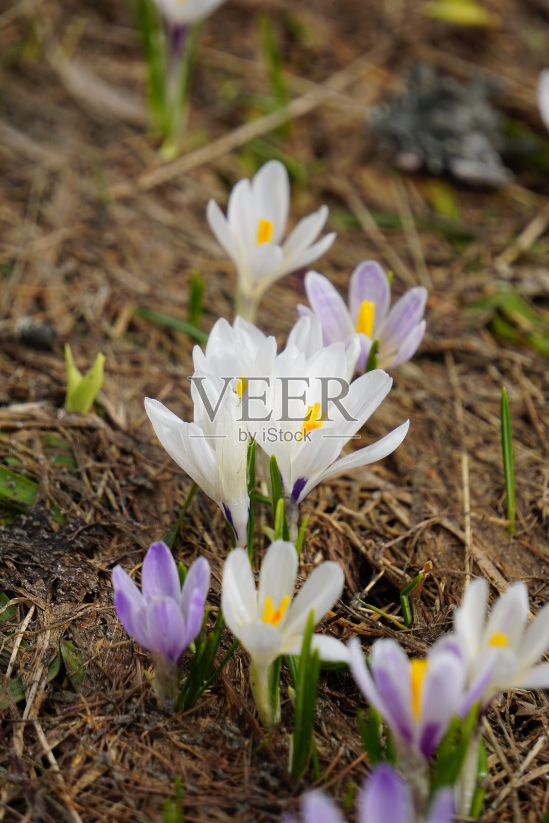 大格洛克纳高山公路(德语Großglockner Hochalpenstraße)是奥地利海拔最高的山口公路。照片摄影图片