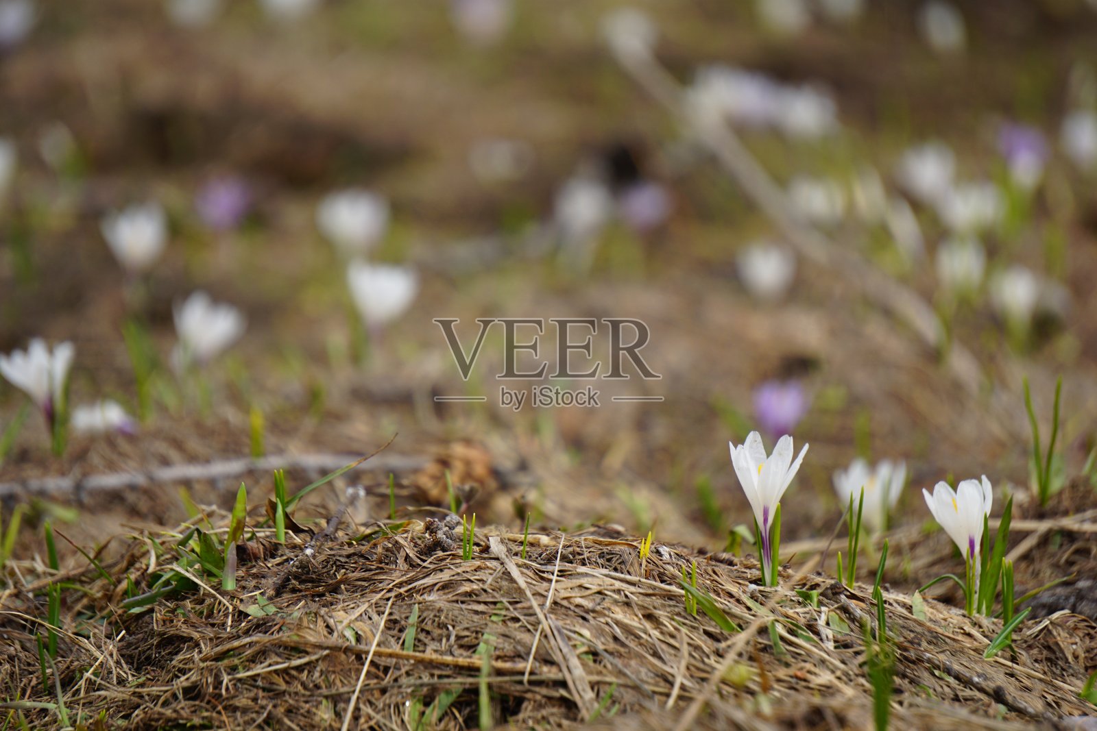 大格洛克纳高山公路(德语Großglockner Hochalpenstraße)是奥地利海拔最高的山口公路。照片摄影图片