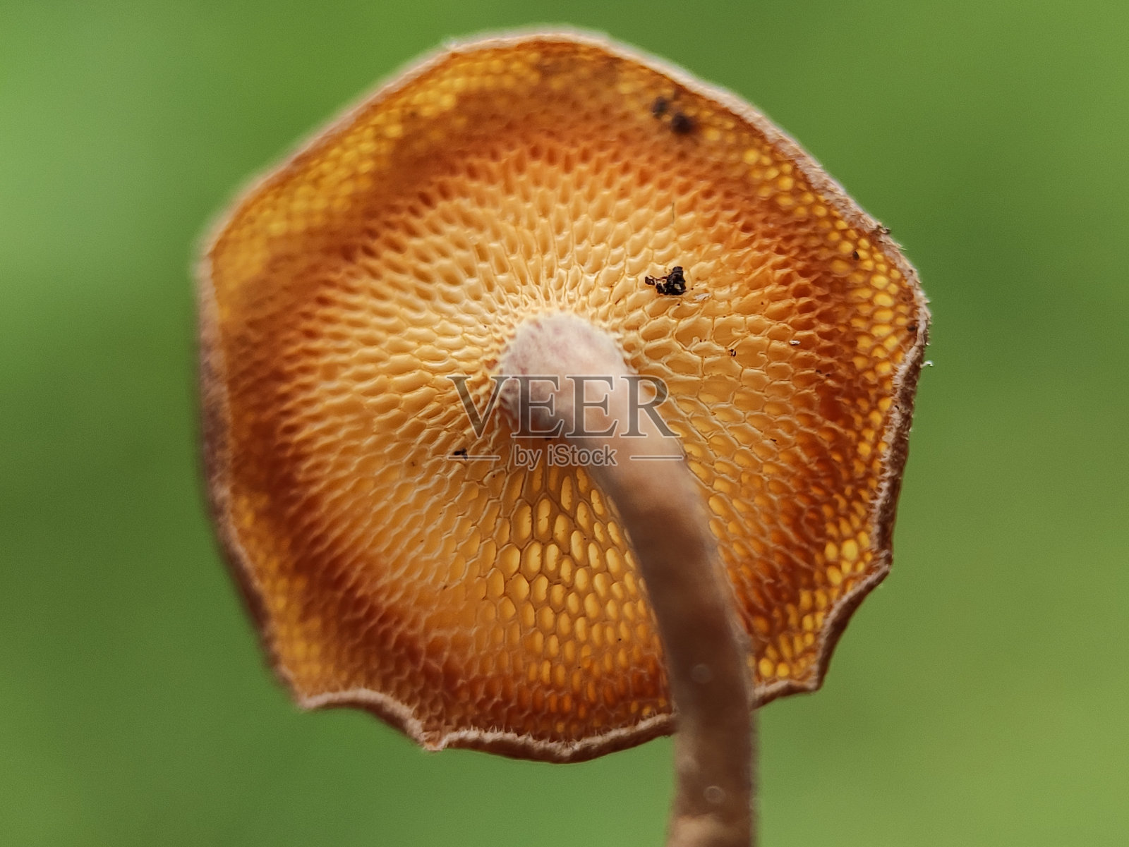 圆珠鱼(Lentinus arcularius)照片摄影图片