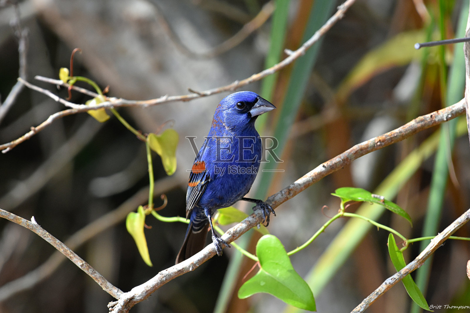 蓝色蜡嘴鸟照片摄影图片