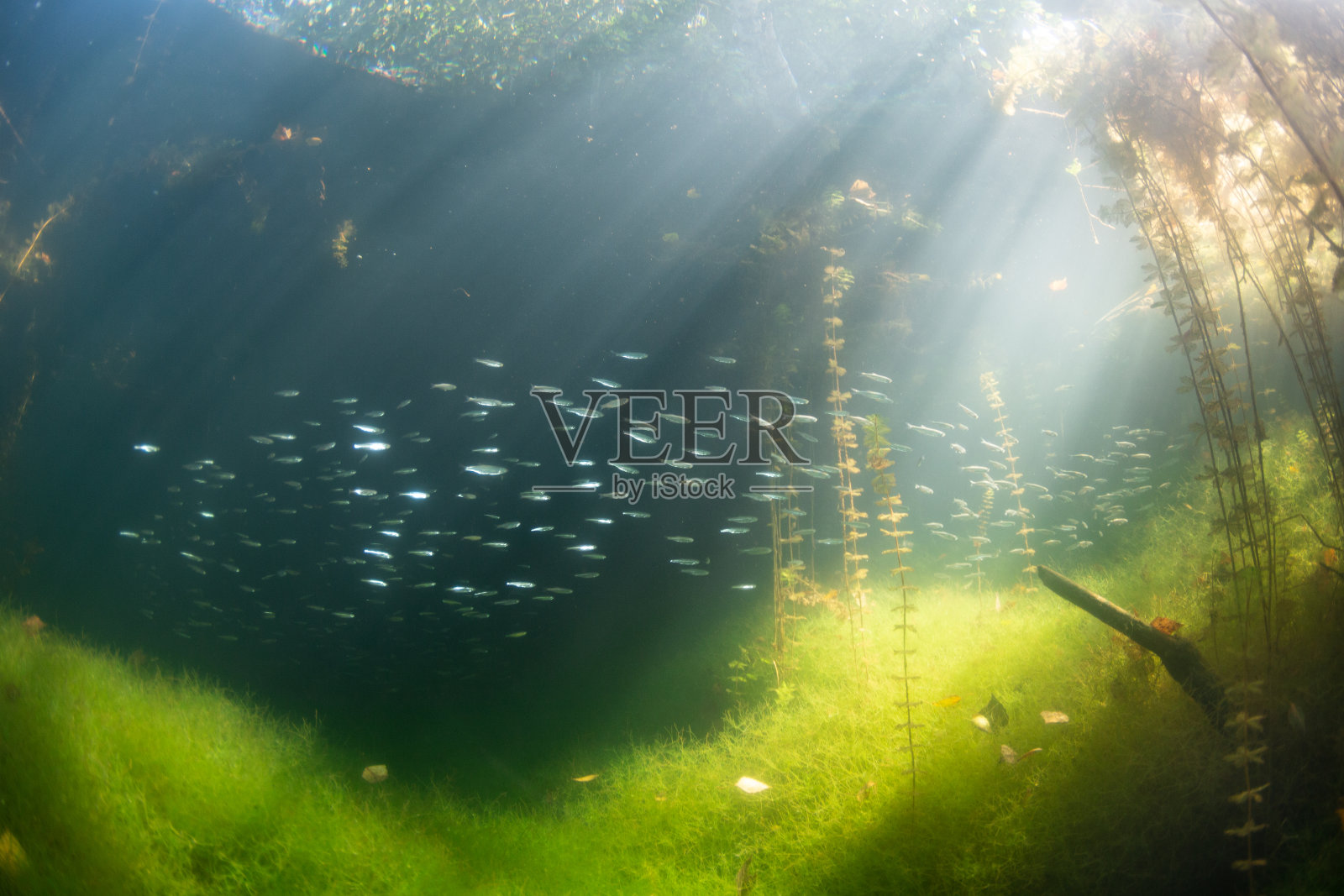 水下湖景照片摄影图片