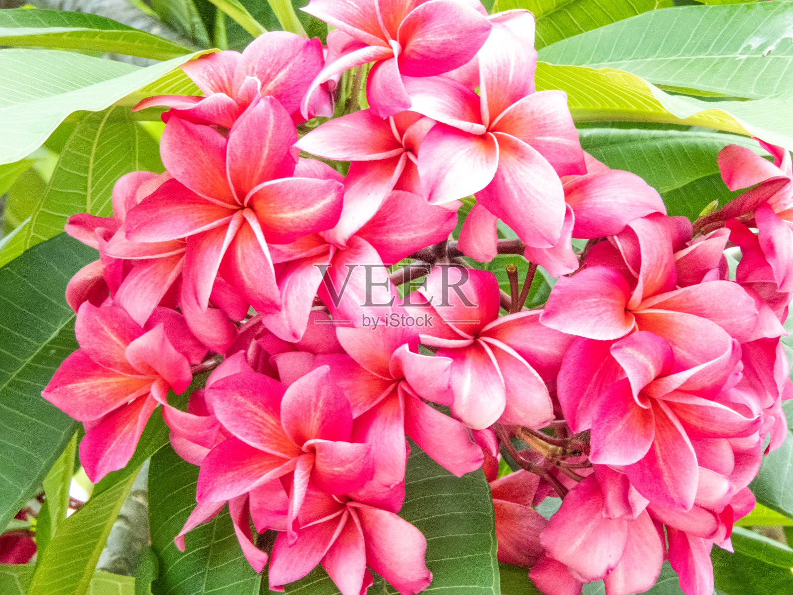 通常被称为沙漠玫瑰或假杜鹃花，照片摄影图片