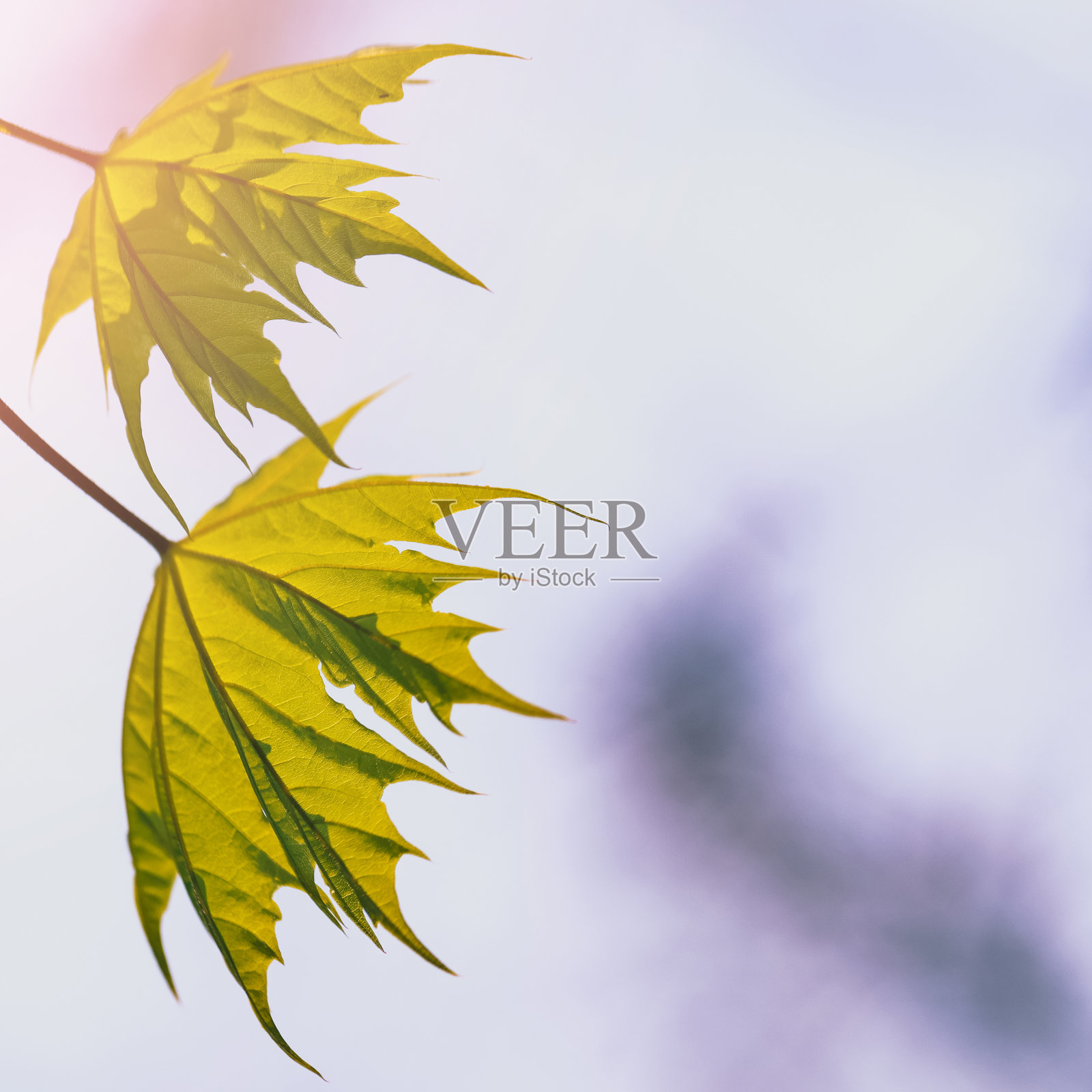 一片枫叶映衬着蓝天照片摄影图片