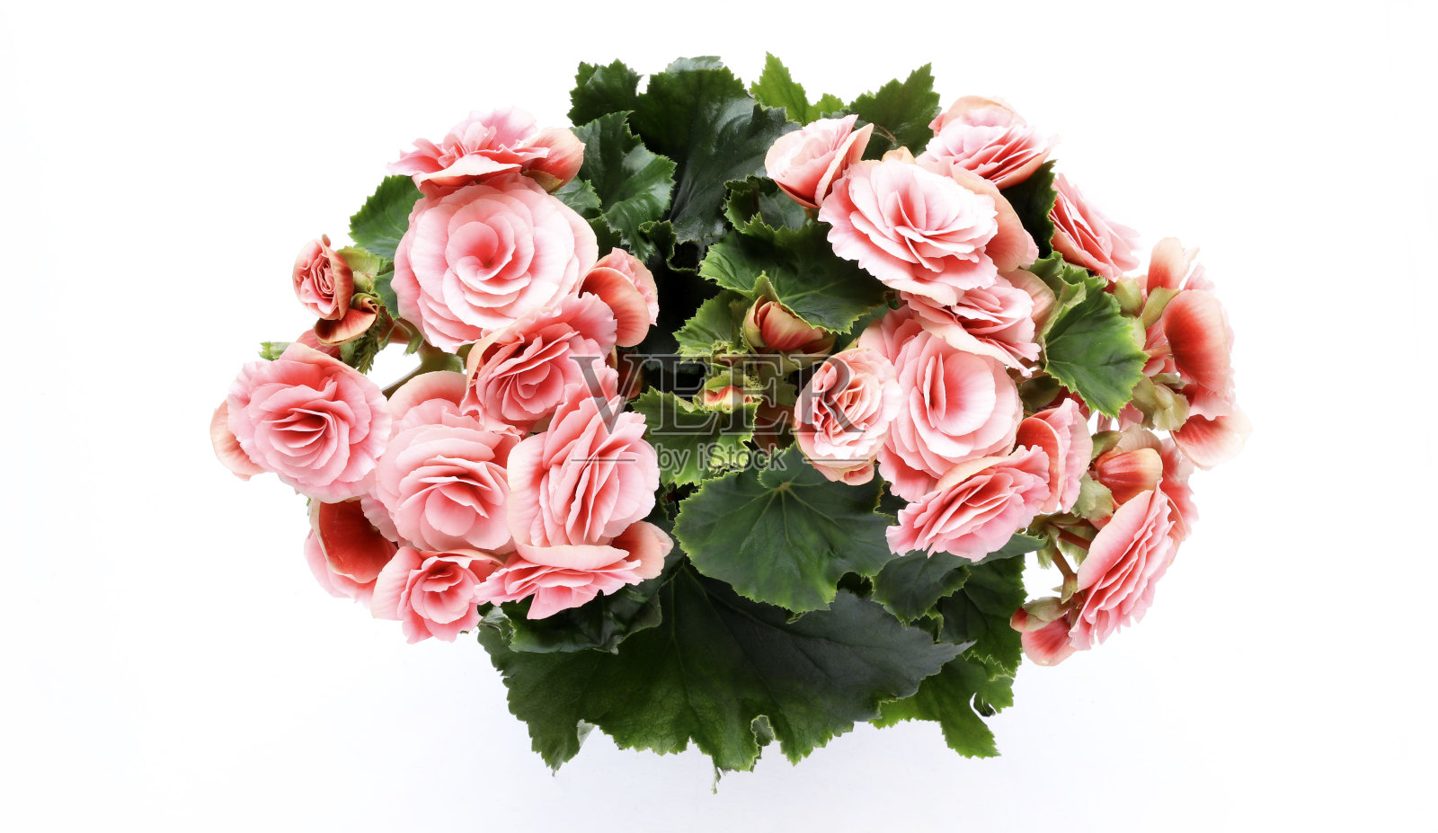 多年生植物，海棠属植物。照片摄影图片