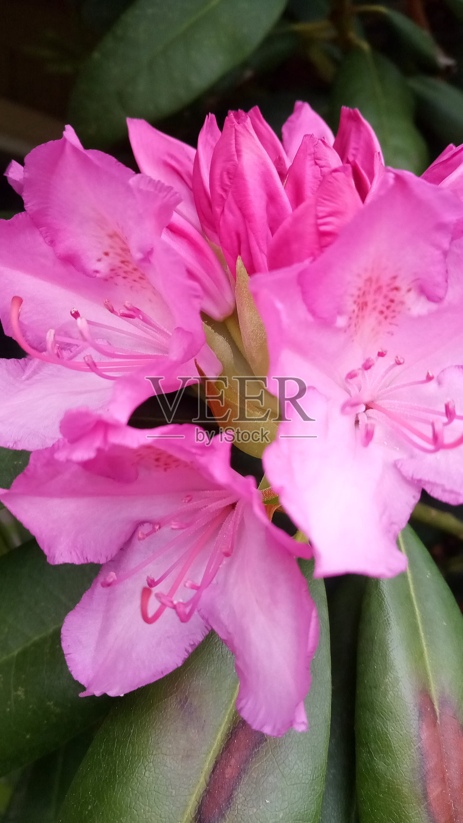 开始绽放照片摄影图片