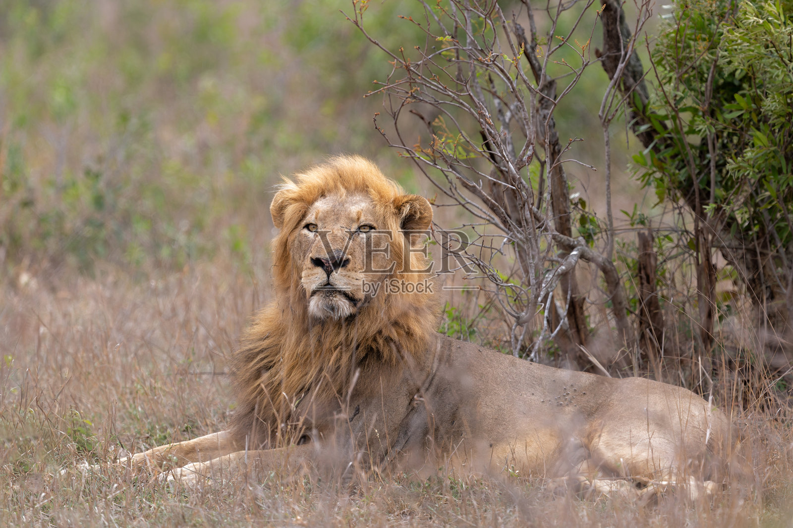 克鲁格国家公园里的雄狮照片摄影图片